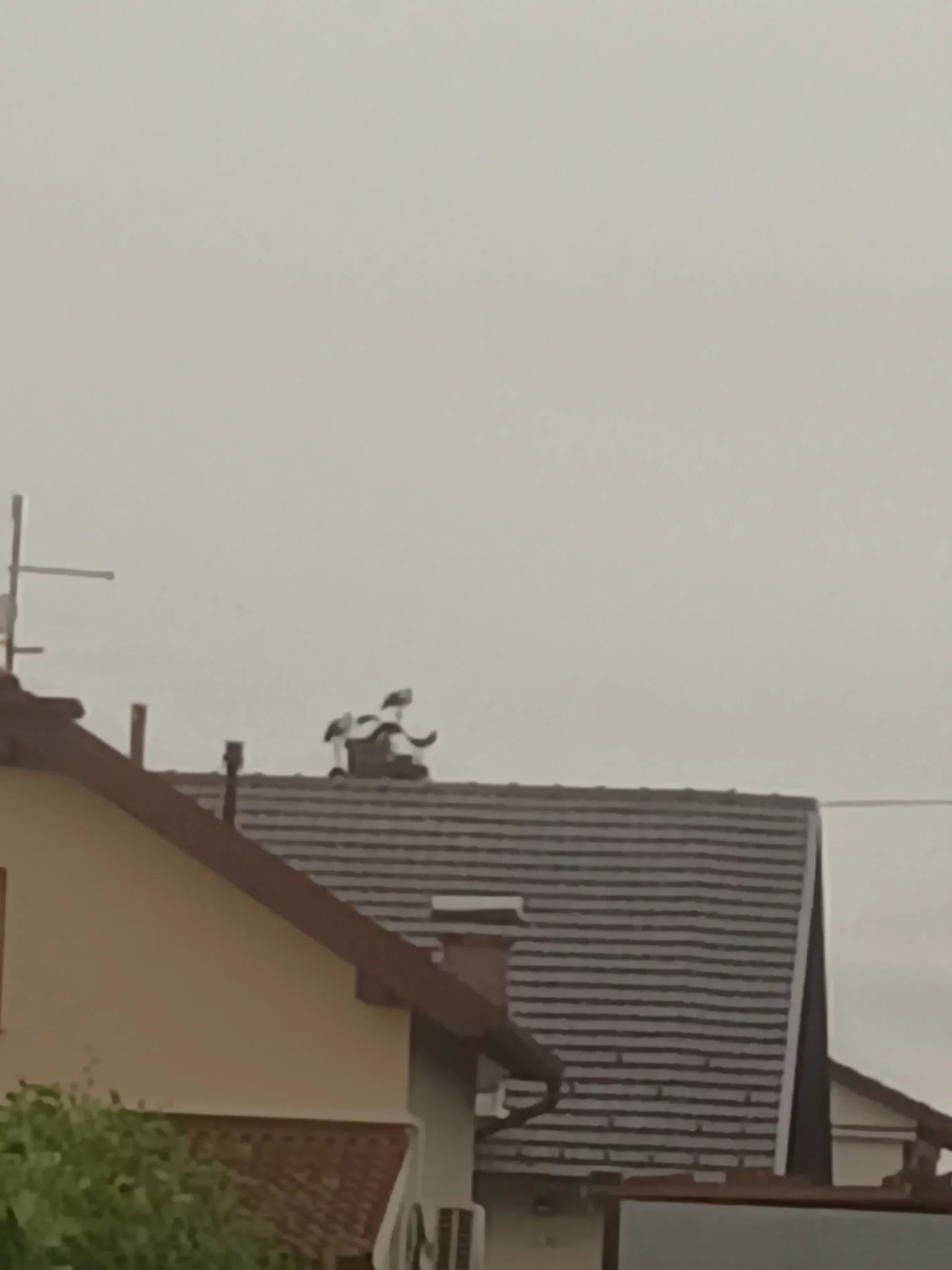 rode u Selnici (13) rode u Selnici (13)