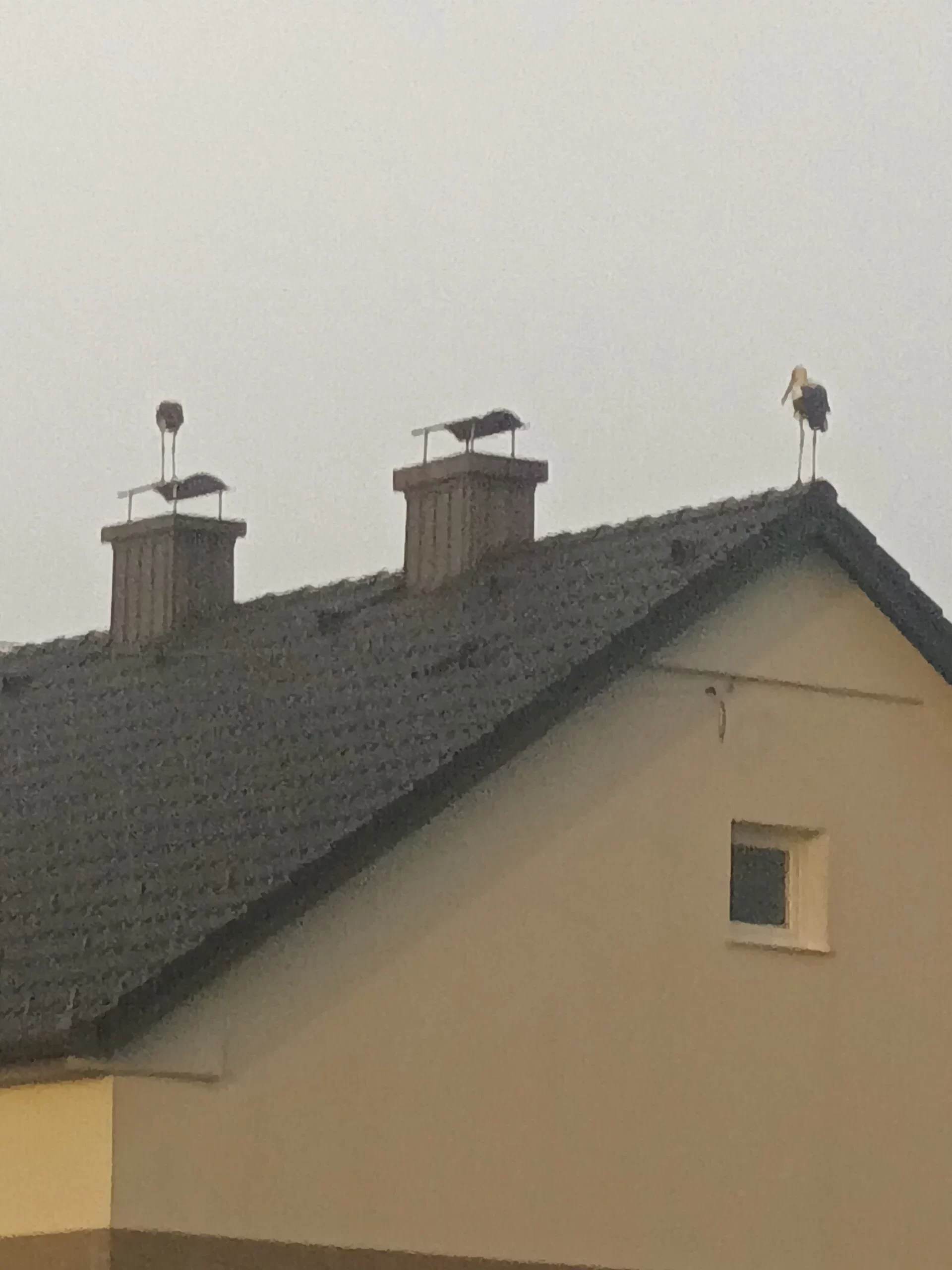 rode u Selnici (14) rode u Selnici (14)