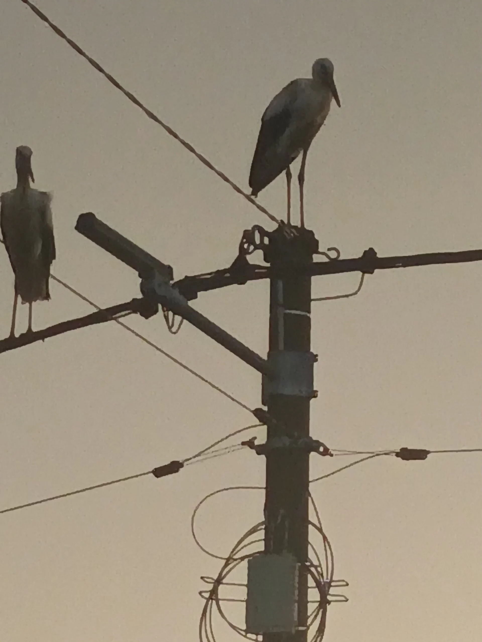 rode u Selnici (15) rode u Selnici (15)