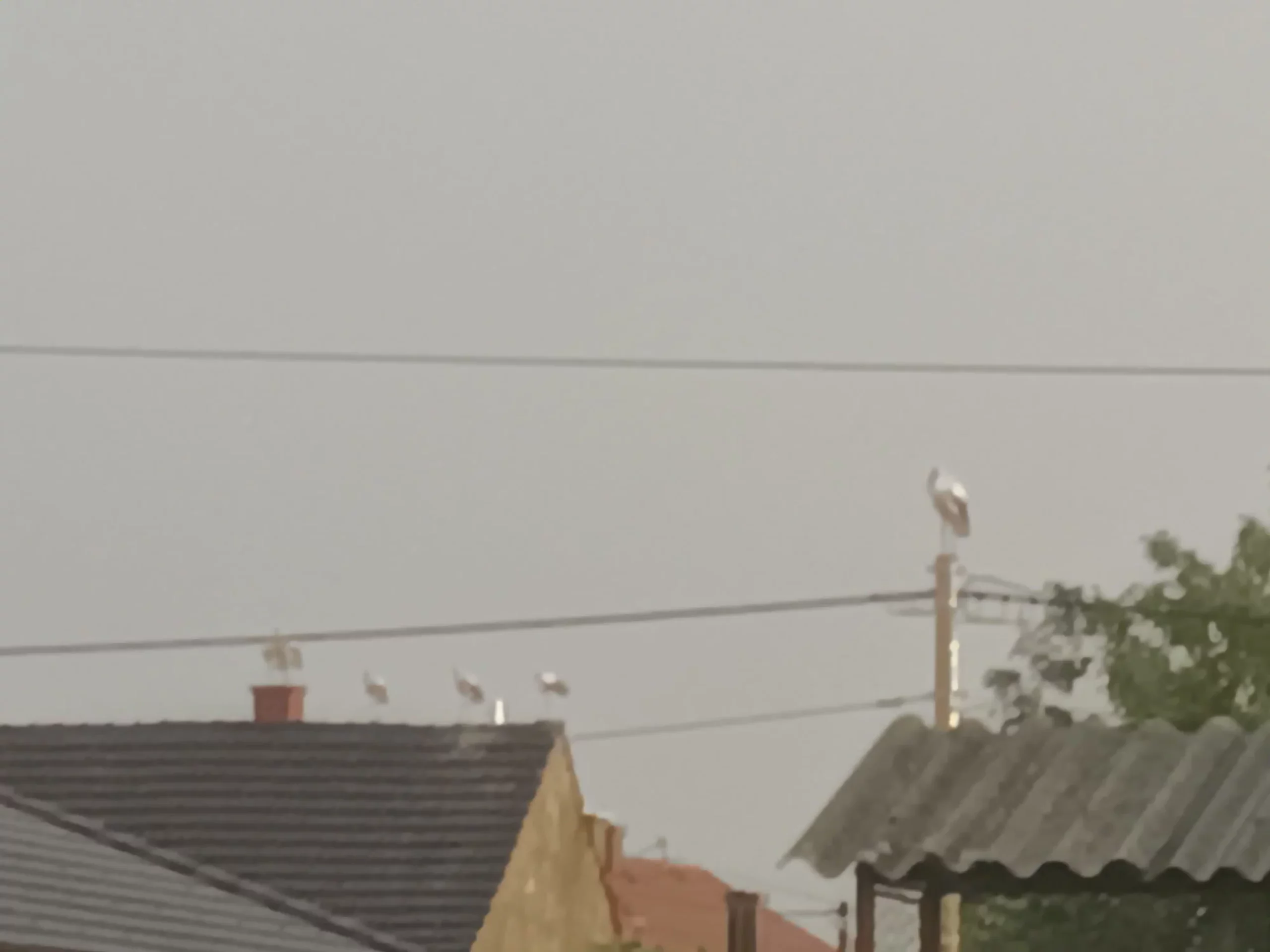 rode u Selnici (16) rode u Selnici (16)