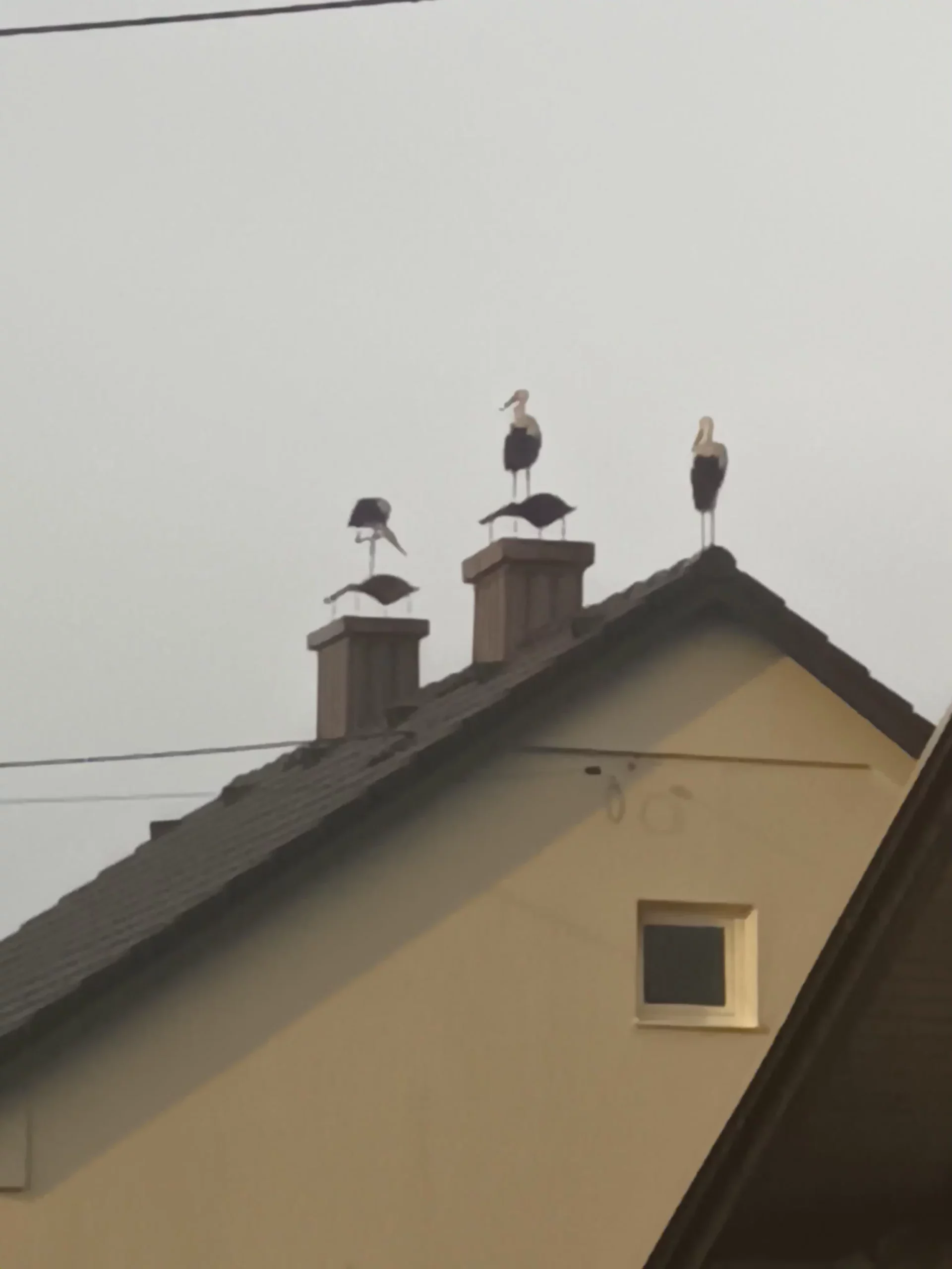 rode u Selnici (17) rode u Selnici (17)