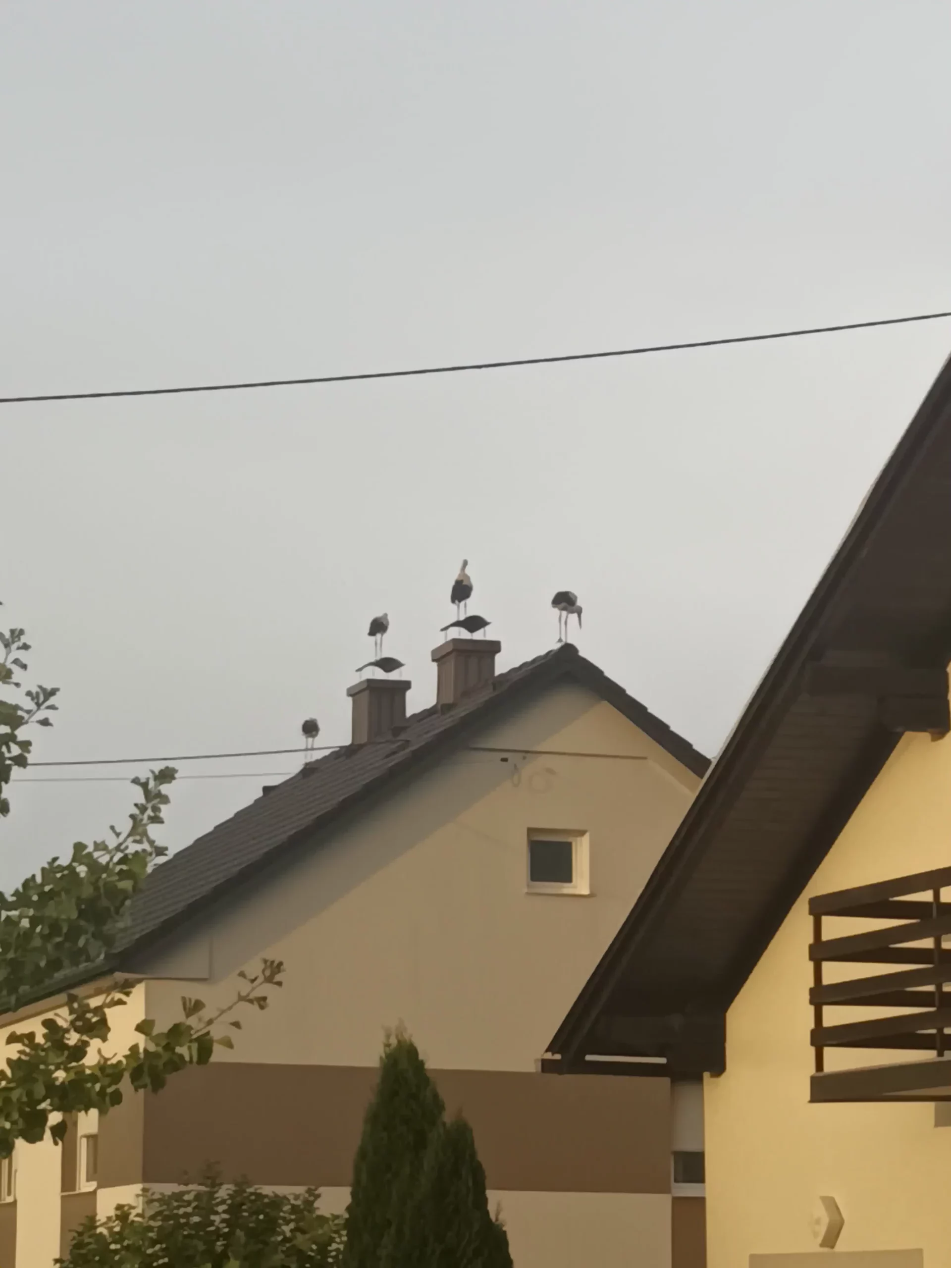 rode u Selnici (18) rode u Selnici (18)