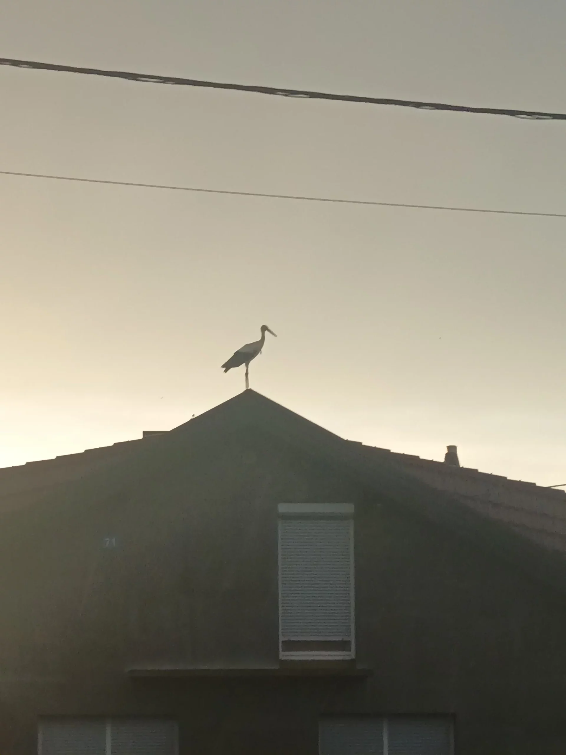 rode u Selnici (19) rode u Selnici (19)