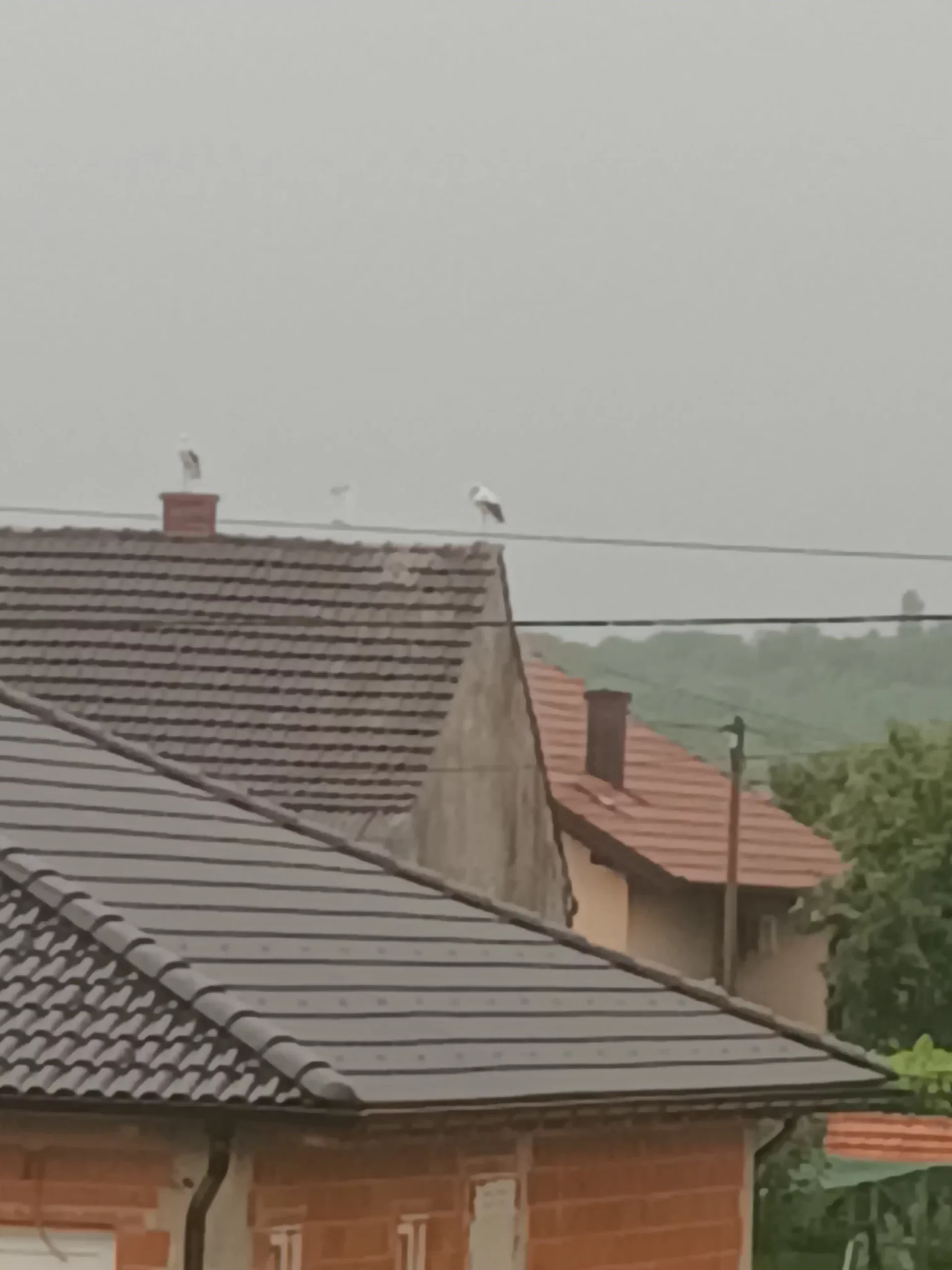 rode u Selnici (2) rode u Selnici (2)