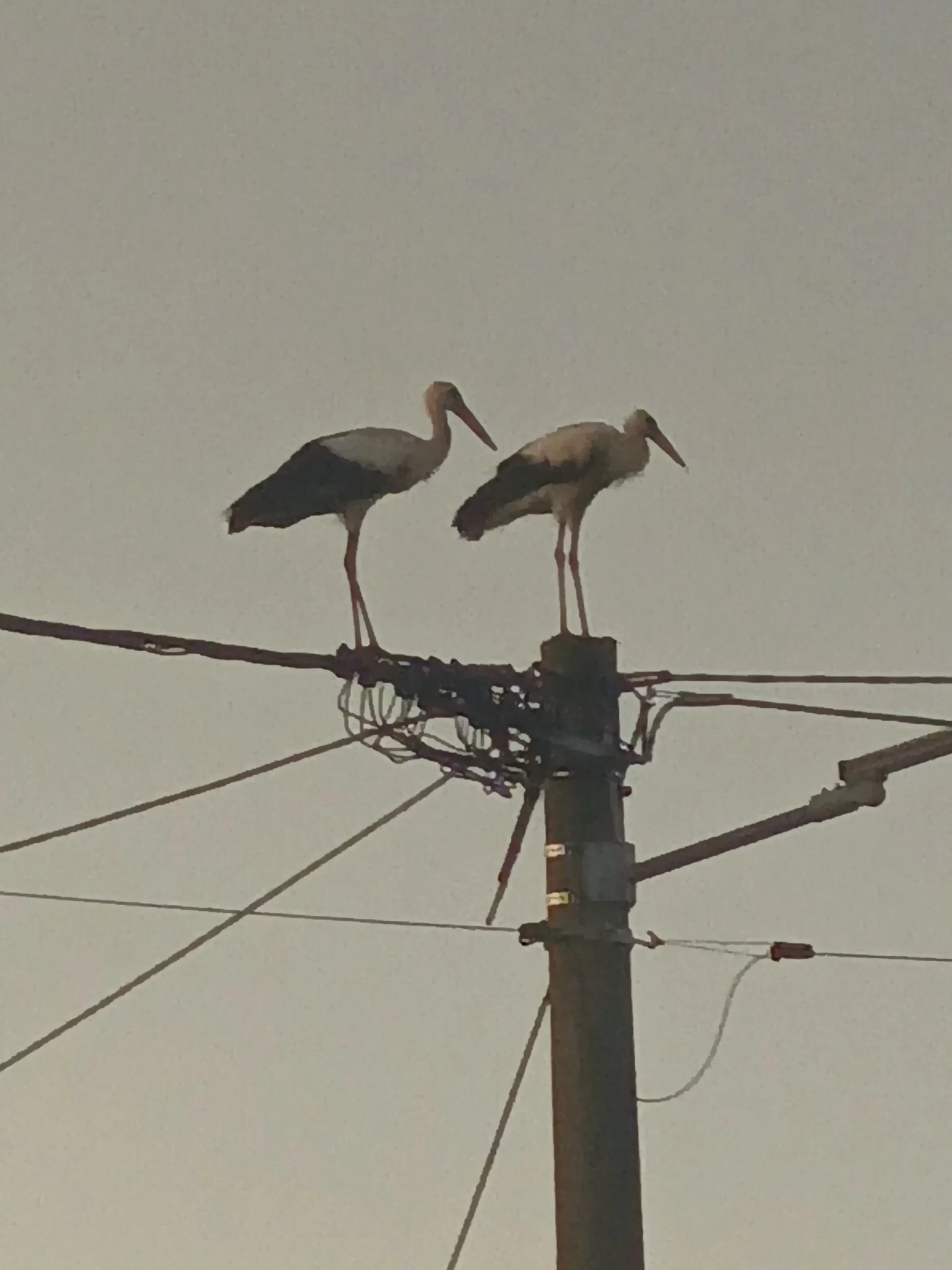 rode u Selnici (20) rode u Selnici (20)