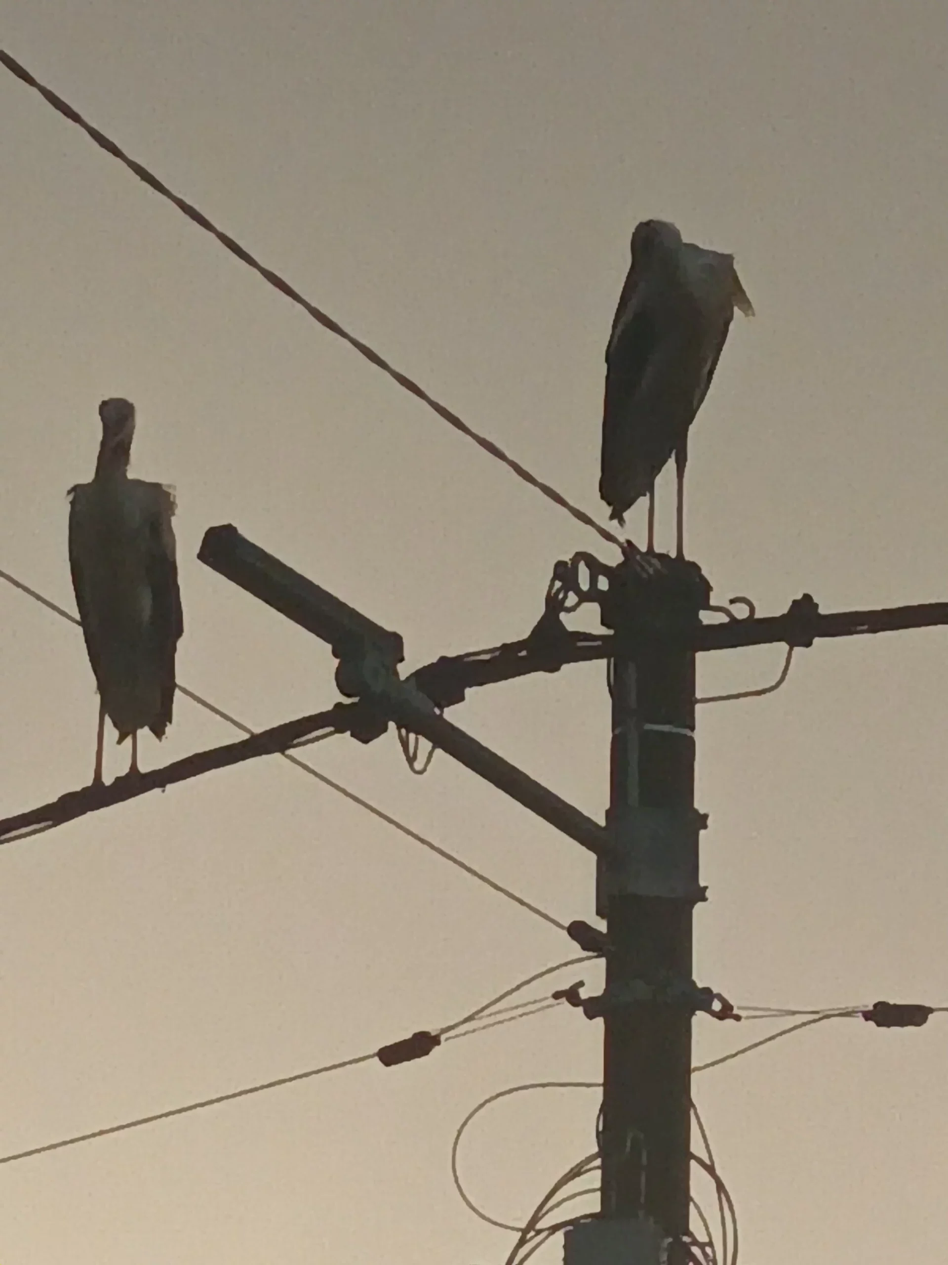 rode u Selnici (21) rode u Selnici (21)