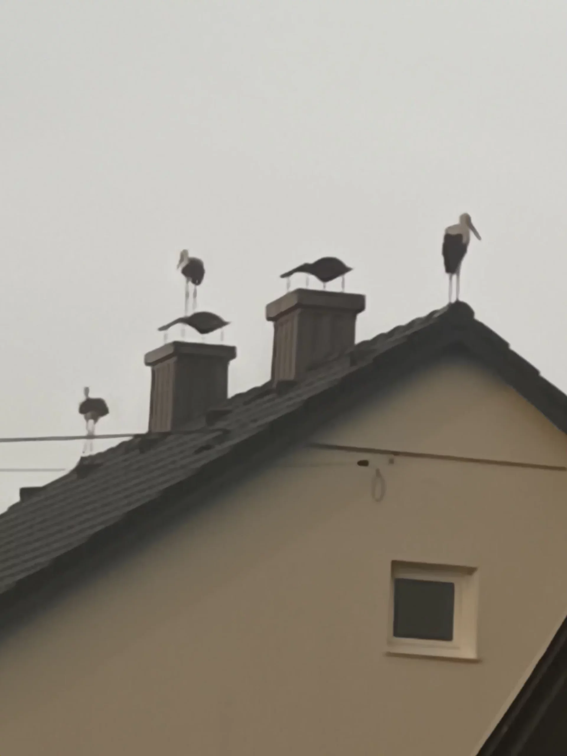 rode u Selnici (22) rode u Selnici (22)