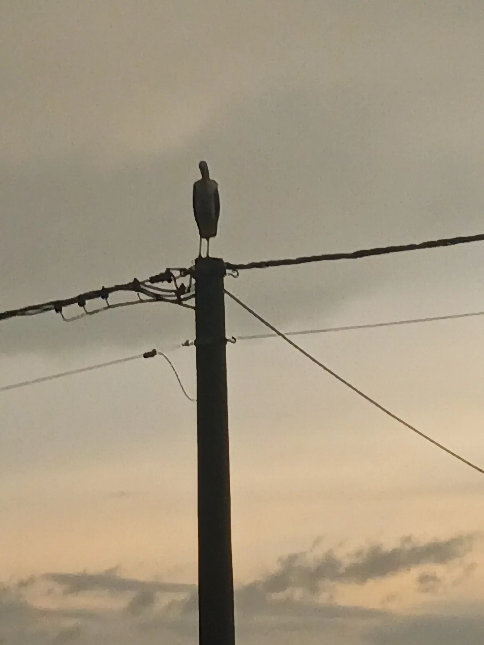 rode u Selnici (23) rode u Selnici (23)