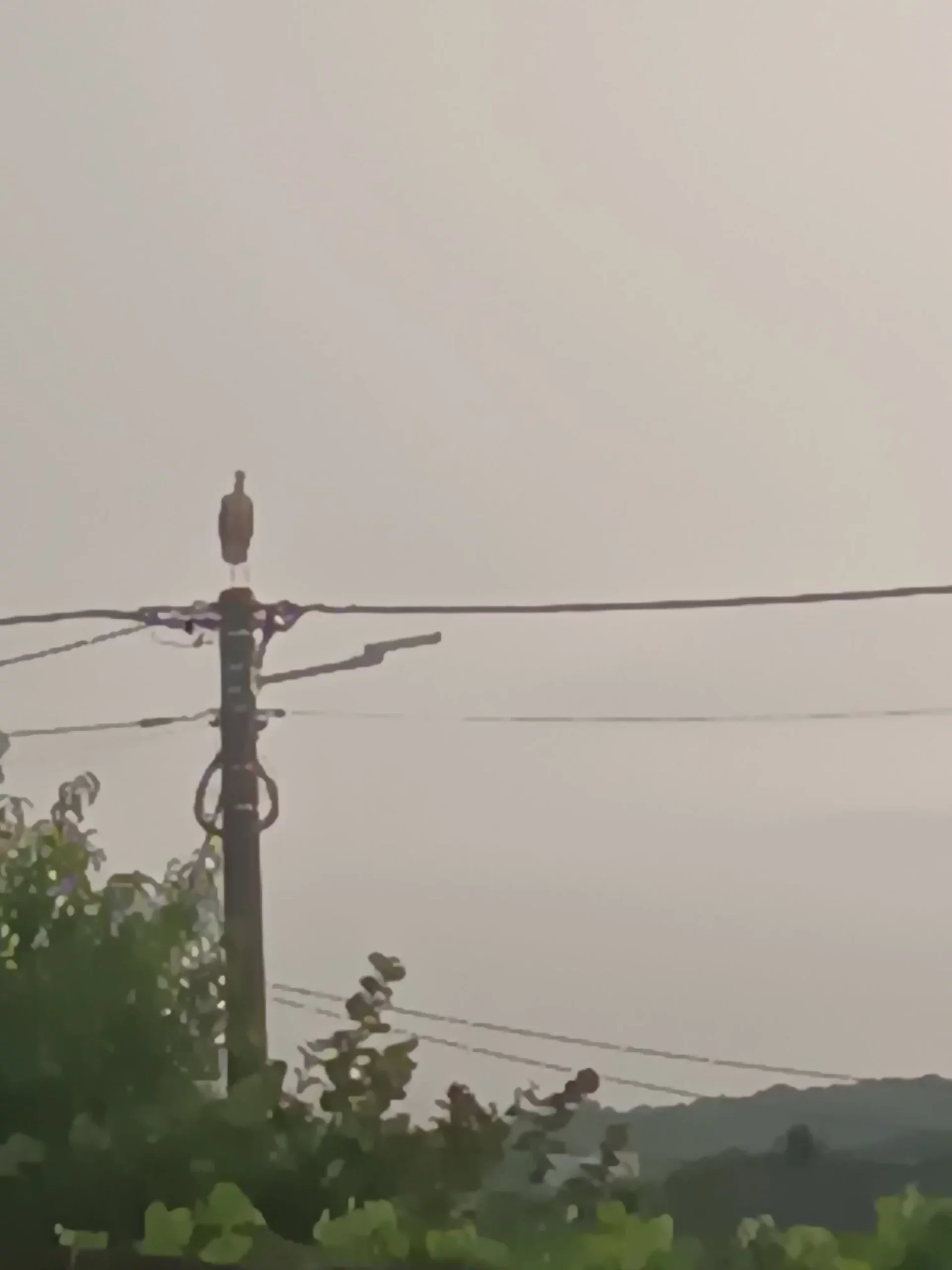 rode u Selnici (24) rode u Selnici (24)