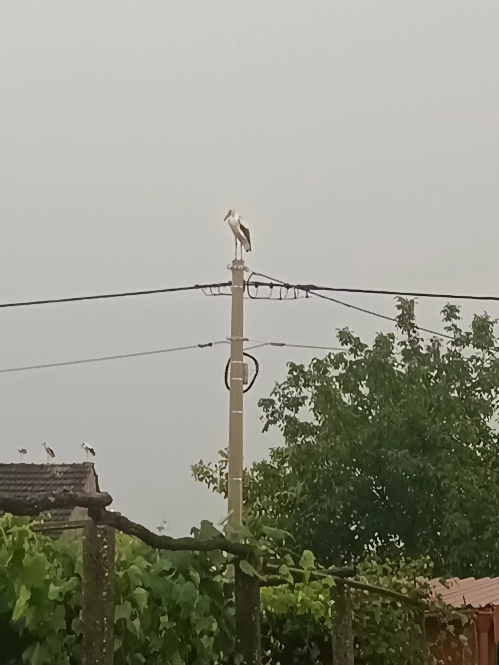 rode u Selnici (3) rode u Selnici (3)