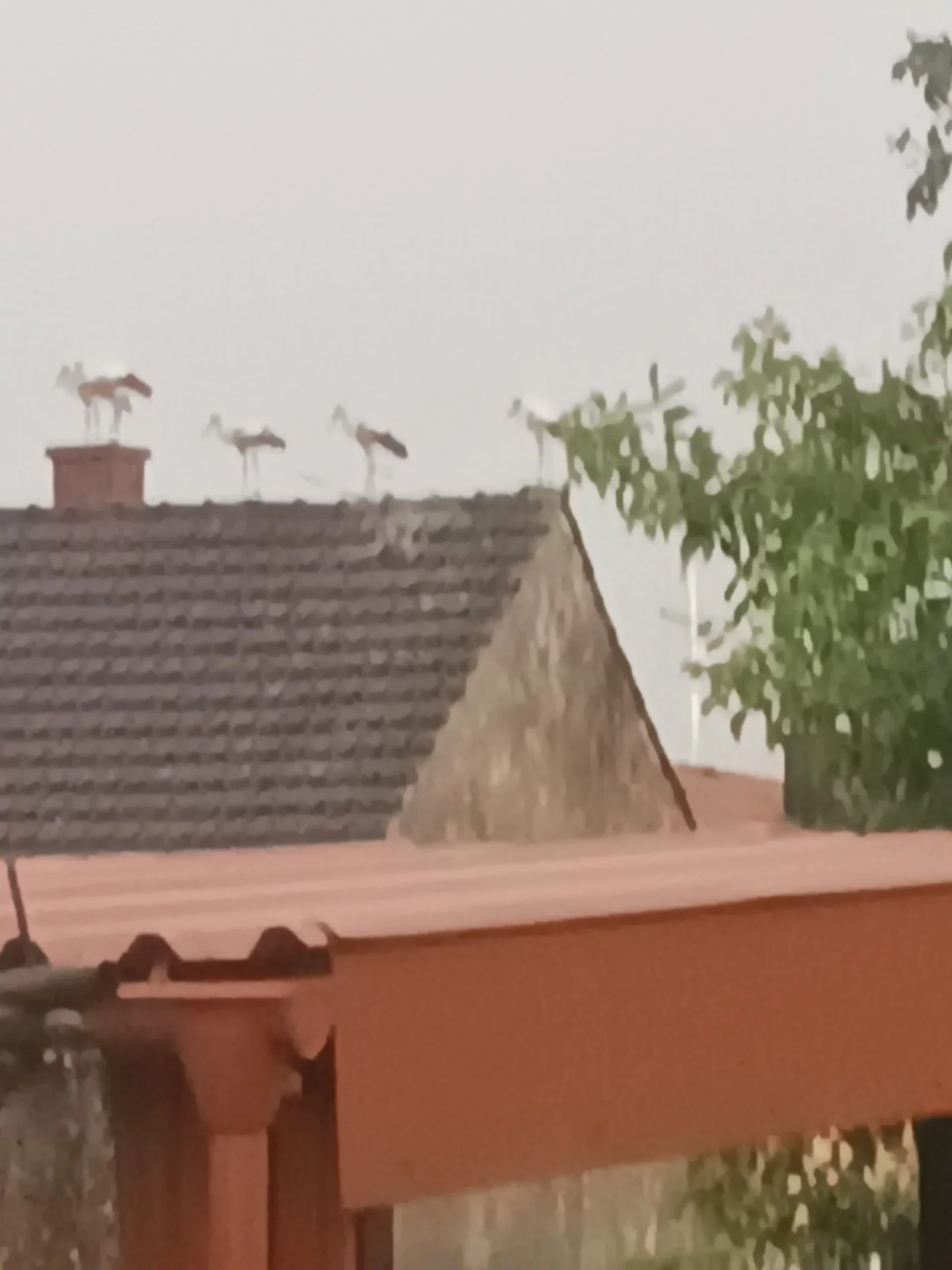 rode u Selnici (4) rode u Selnici (4)