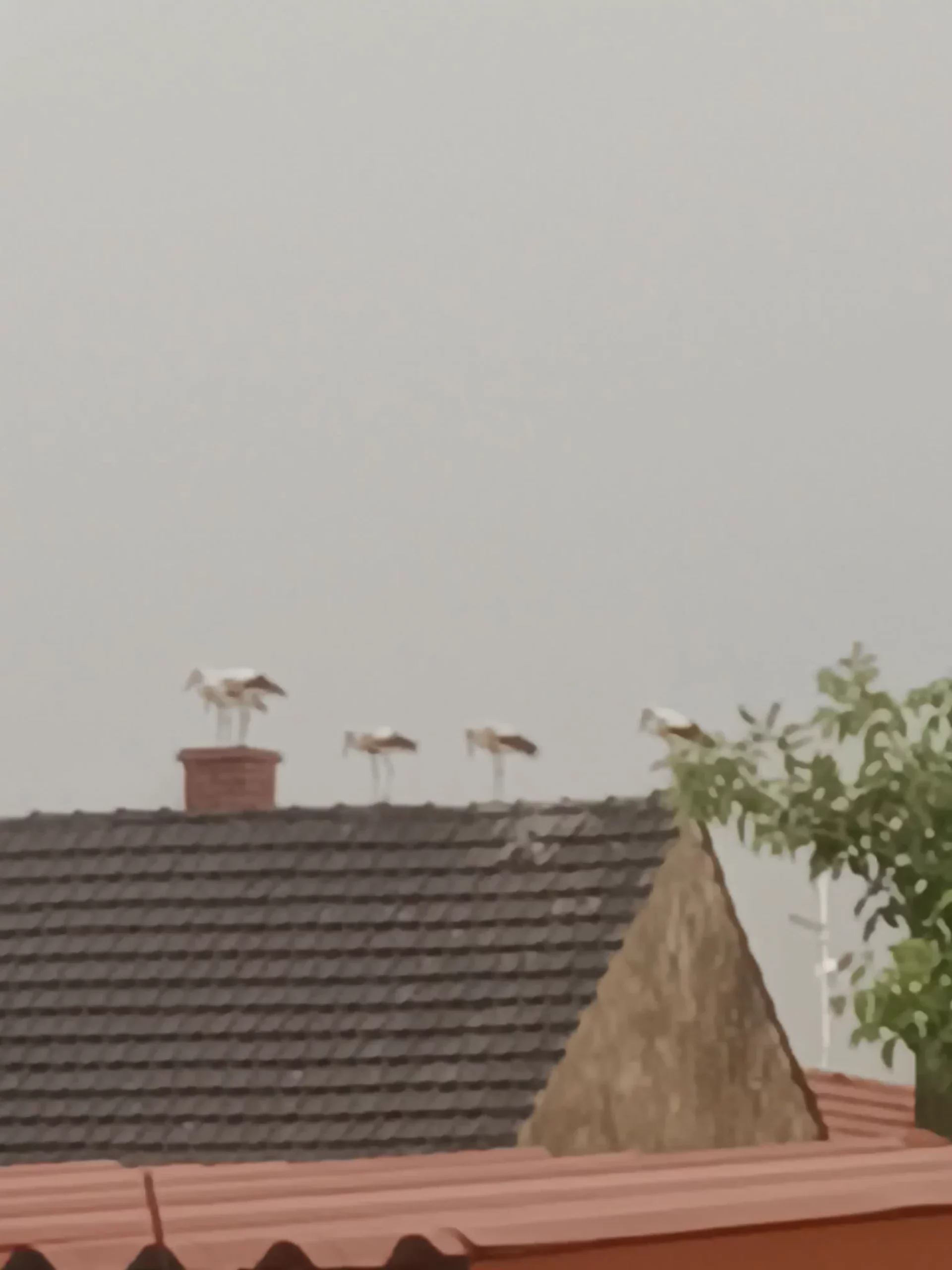 rode u Selnici (5) rode u Selnici (5)