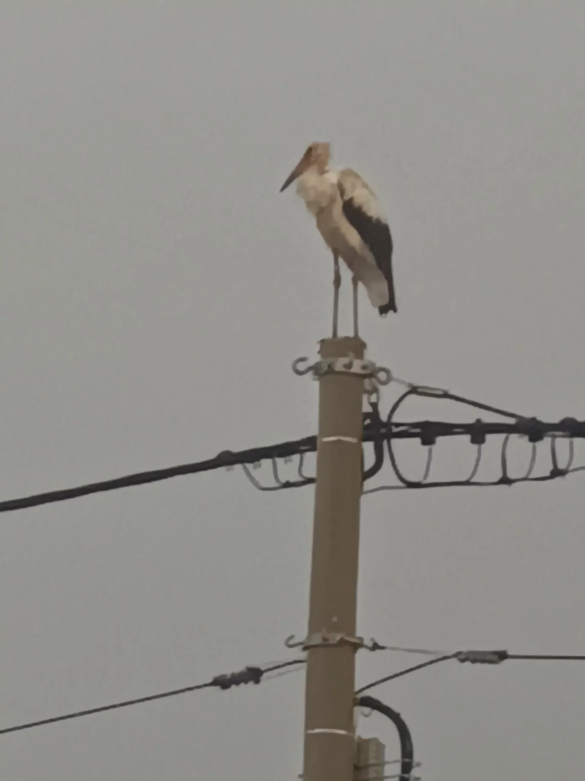 rode u Selnici (6) rode u Selnici (6)