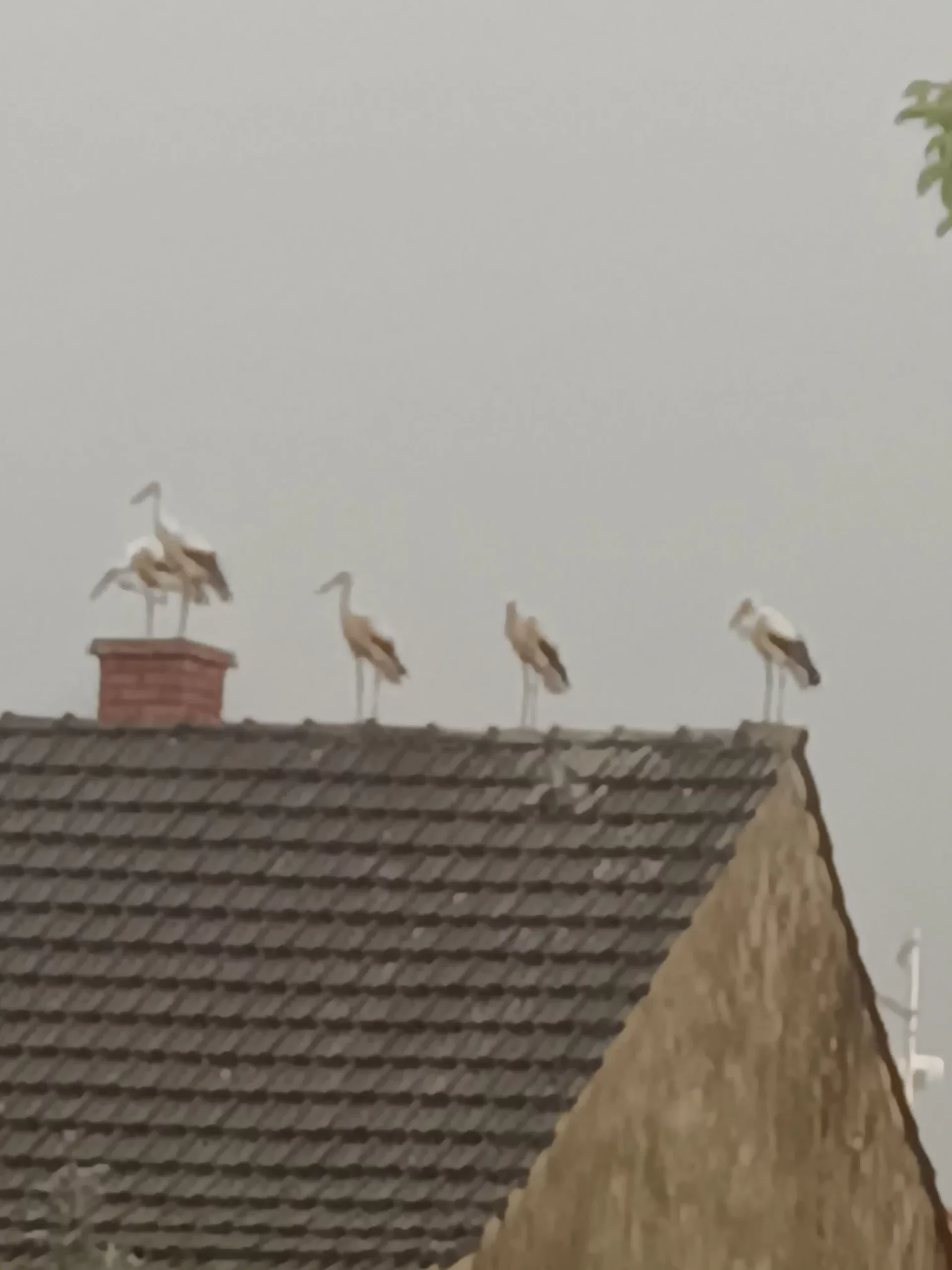 rode u Selnici (7) rode u Selnici (7)