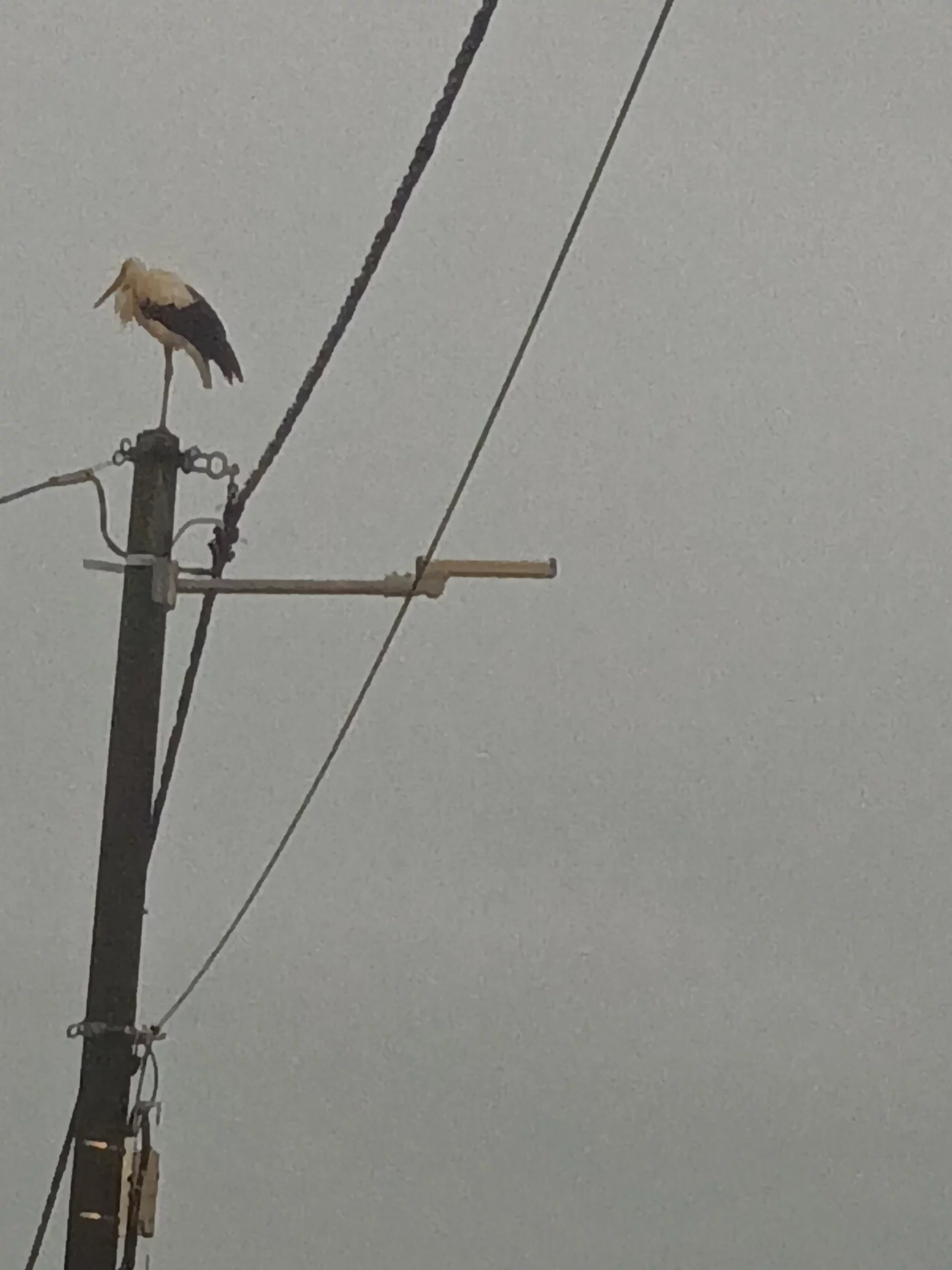 rode u Selnici (8) rode u Selnici (8)