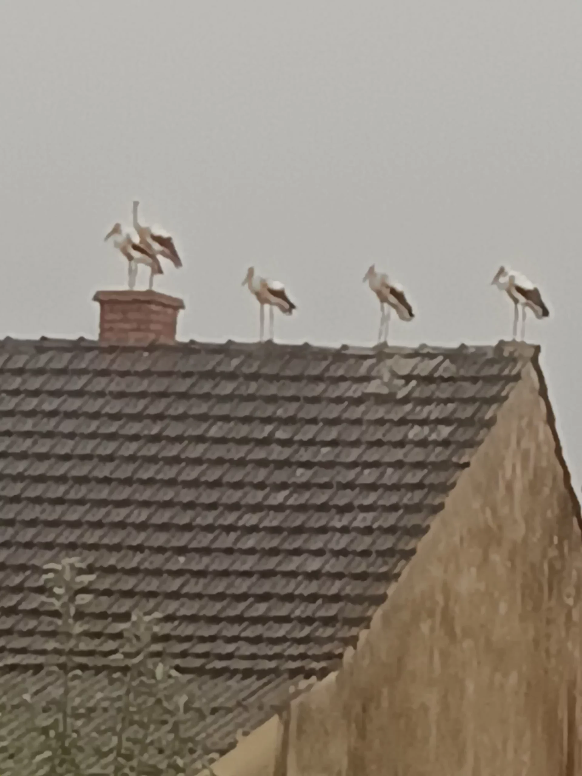 rode u Selnici (9) rode u Selnici (9)