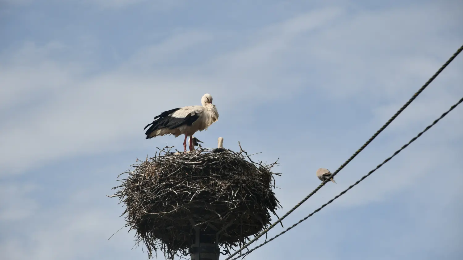 rode,draškovec (2) rode,draškovec (2)