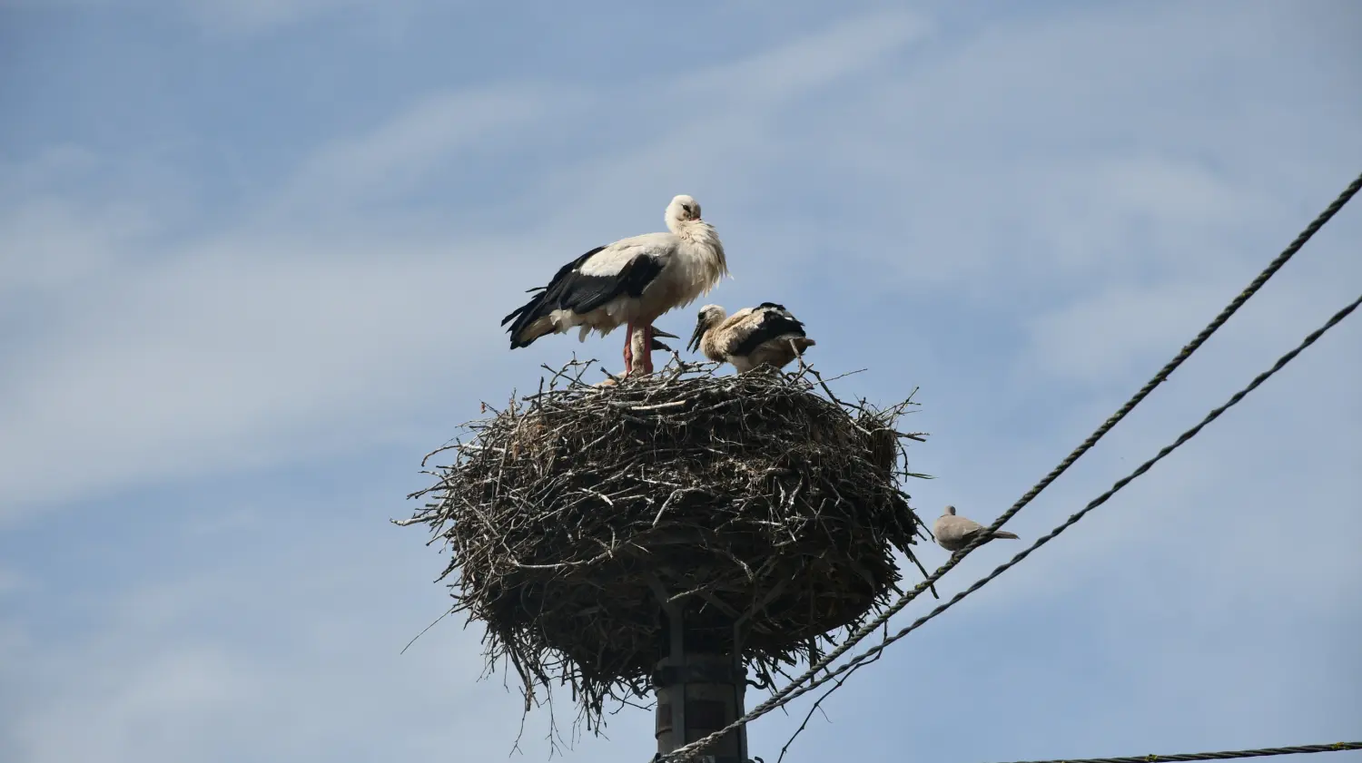 rode,draškovec (3) rode,draškovec (3)