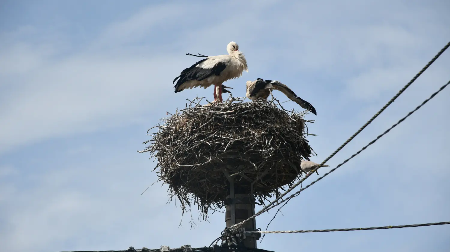 rode,draškovec (4) rode,draškovec (4)
