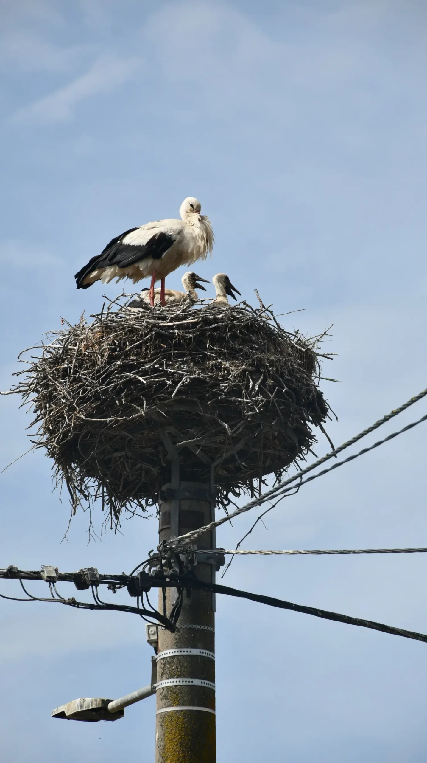 rode,draškovec (6) rode,draškovec (6)