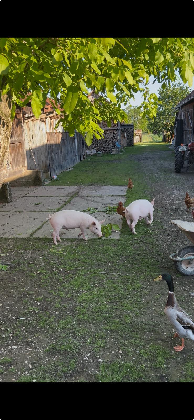 rođendan petar krušelj (1)