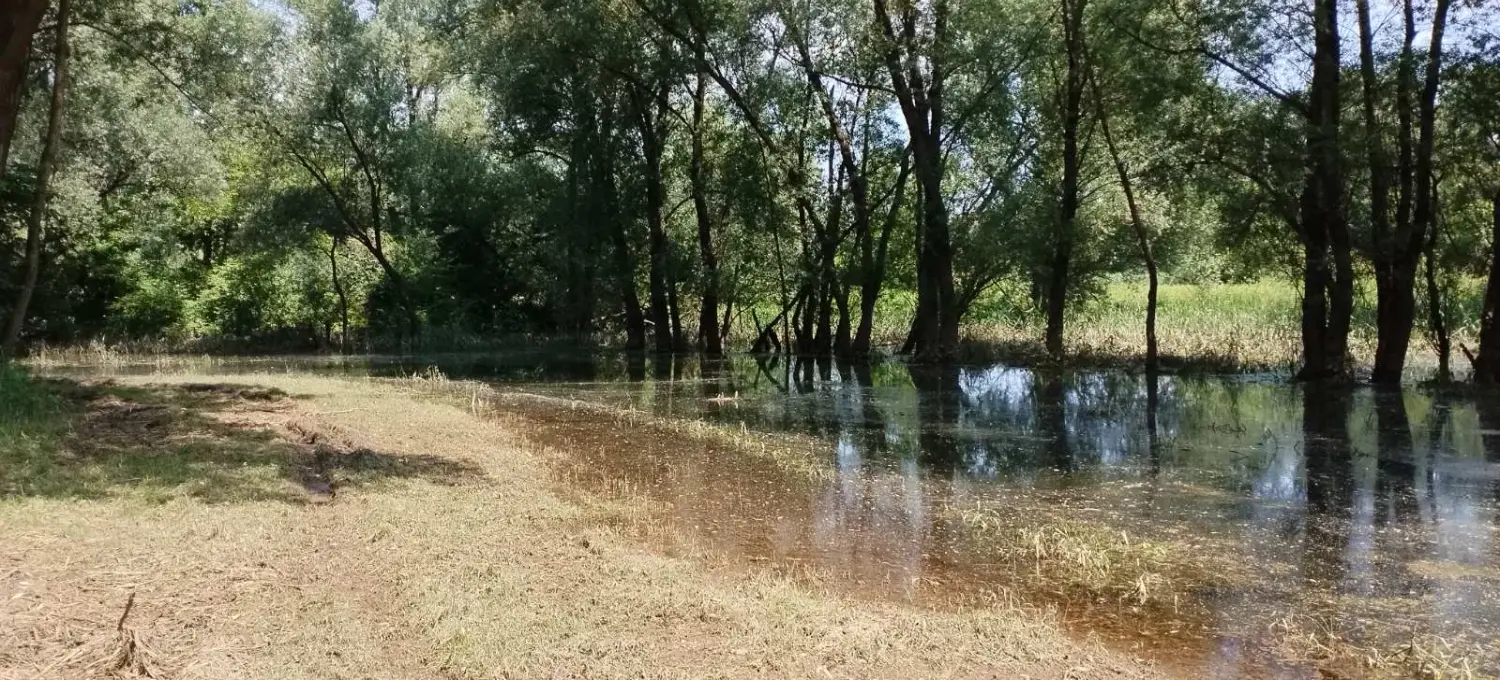 rukavac rijeke mure,mura (1)