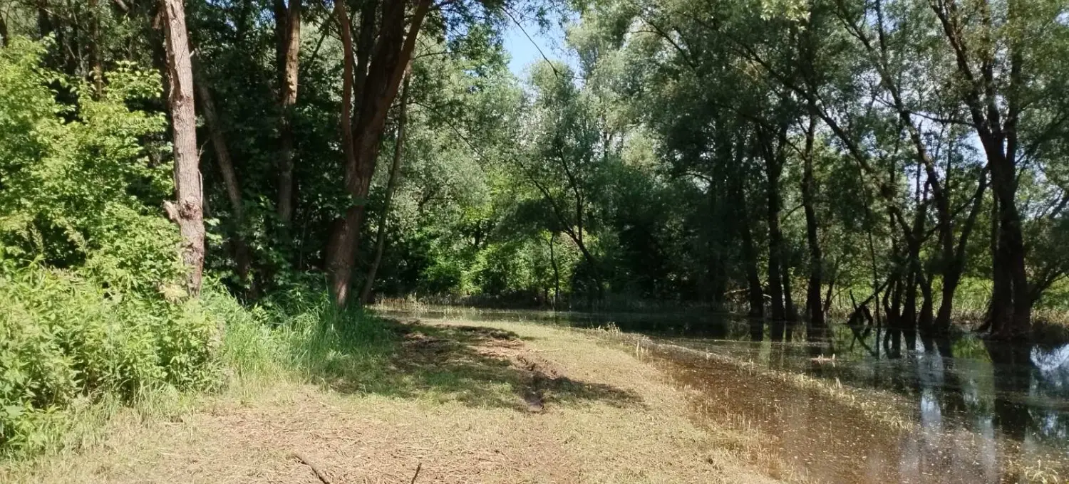 rukavac rijeke mure,mura (6)