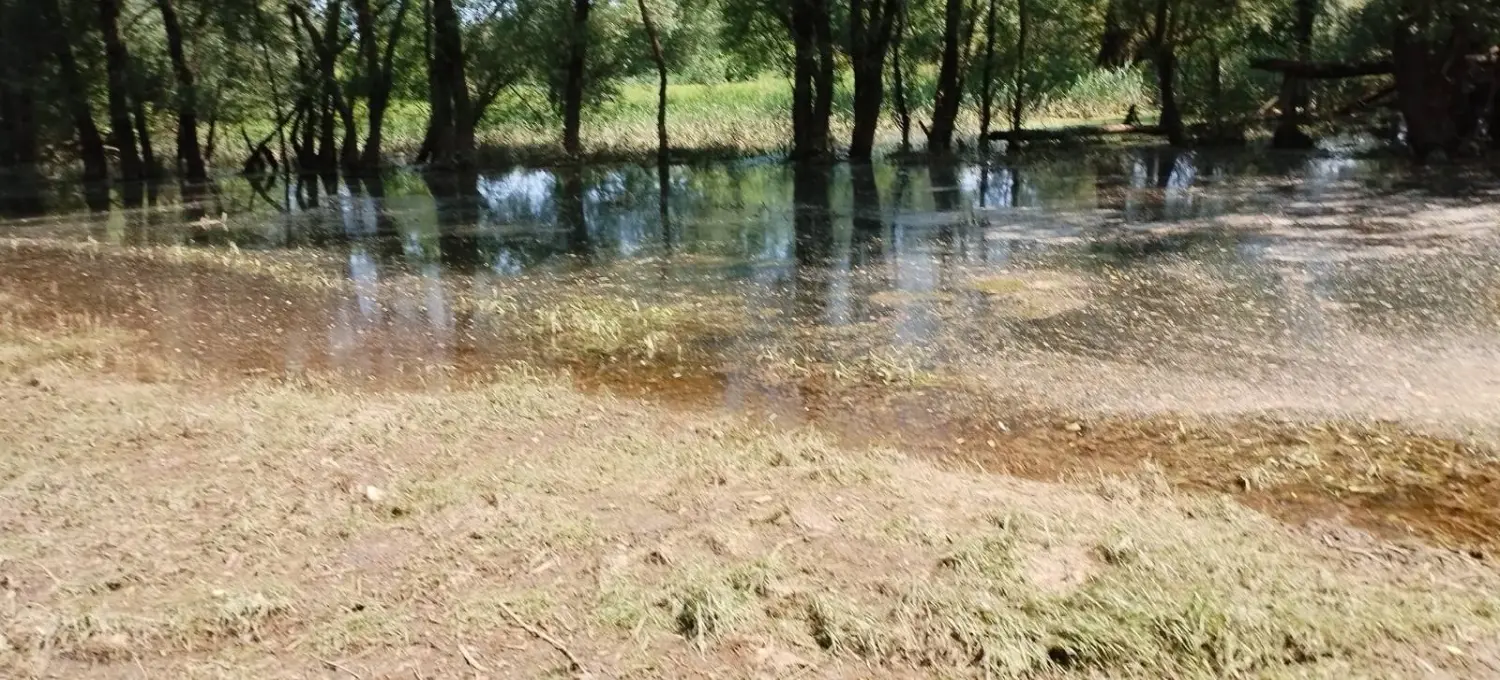 rukavac rijeke mure,mura (9)