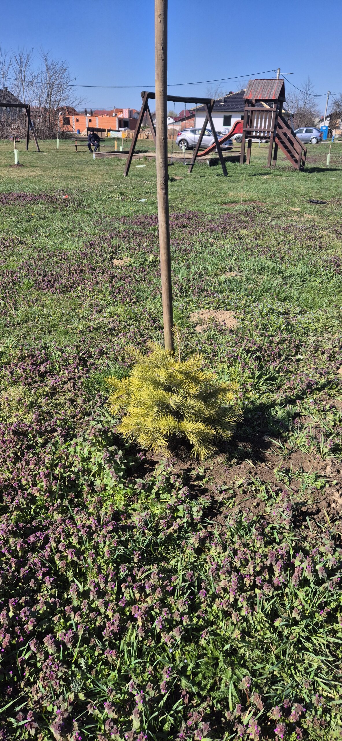 sadnice,park,pribislavec (2)