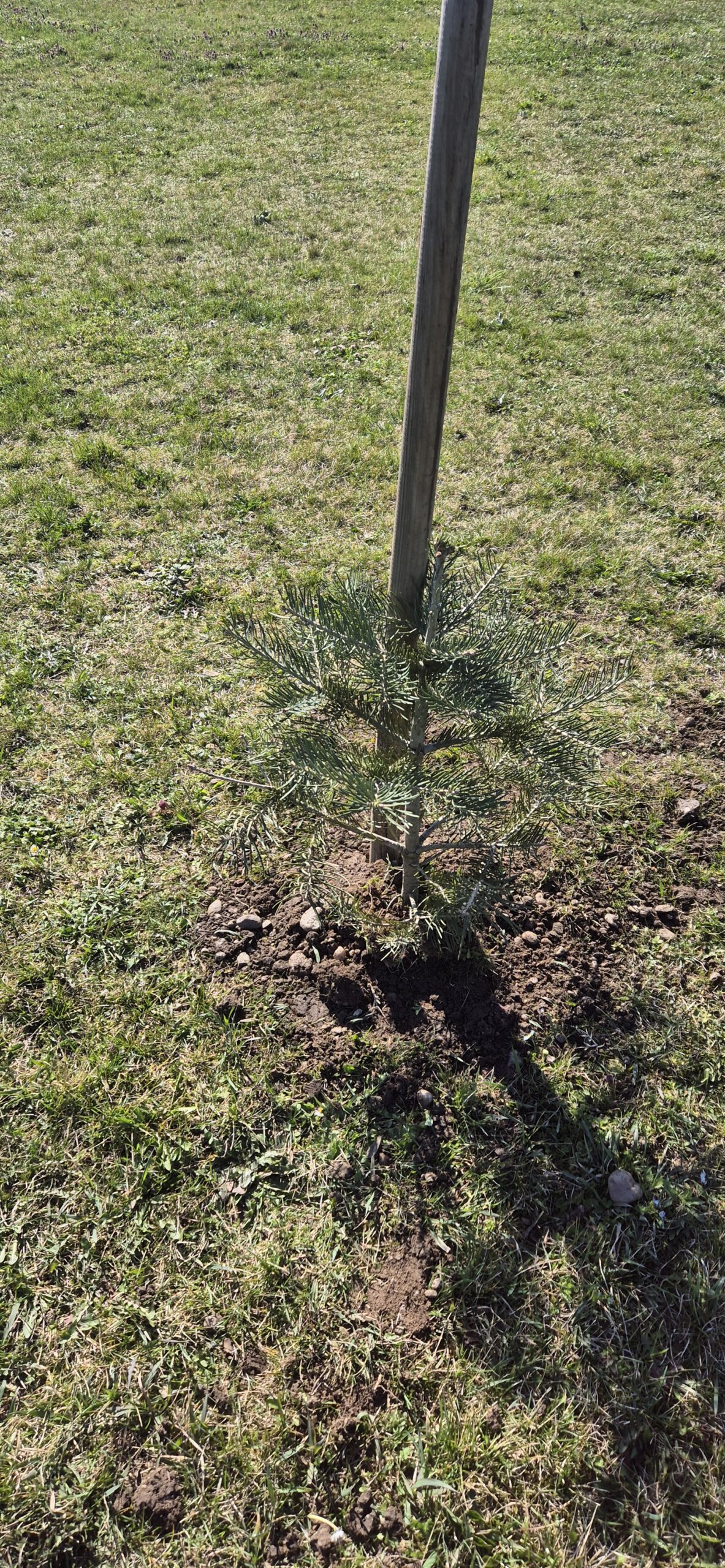 sadnice,park,pribislavec (3)