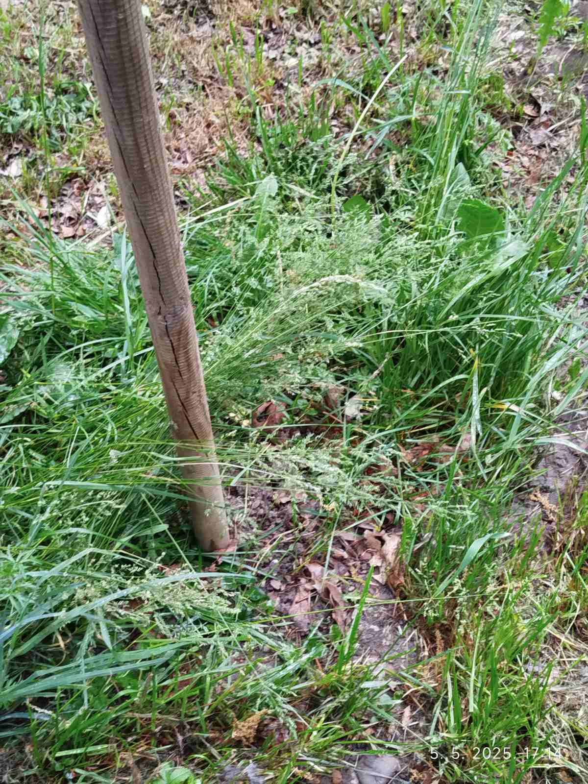 sadnice,park,pribislavec (4)