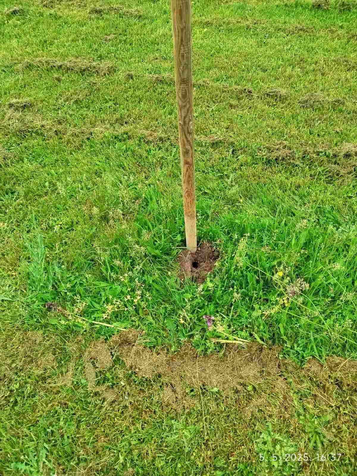 sadnice,park,pribislavec (5)