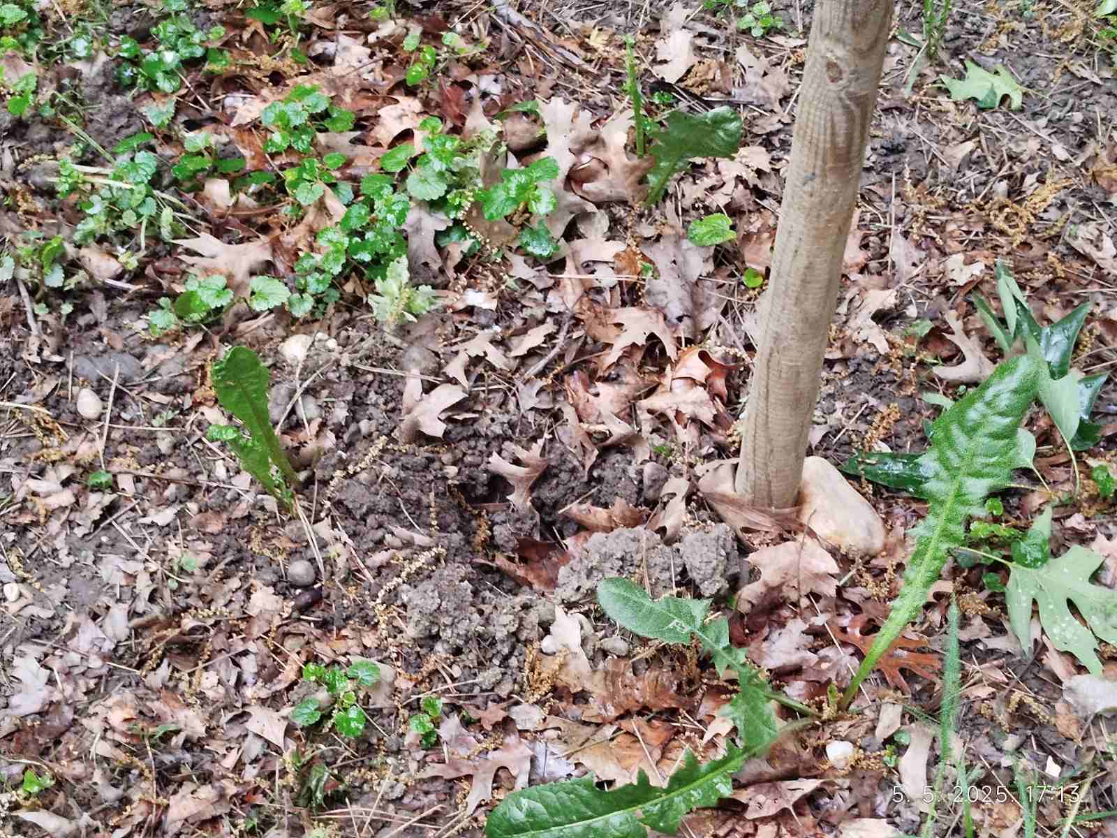 sadnice,park,pribislavec (6)