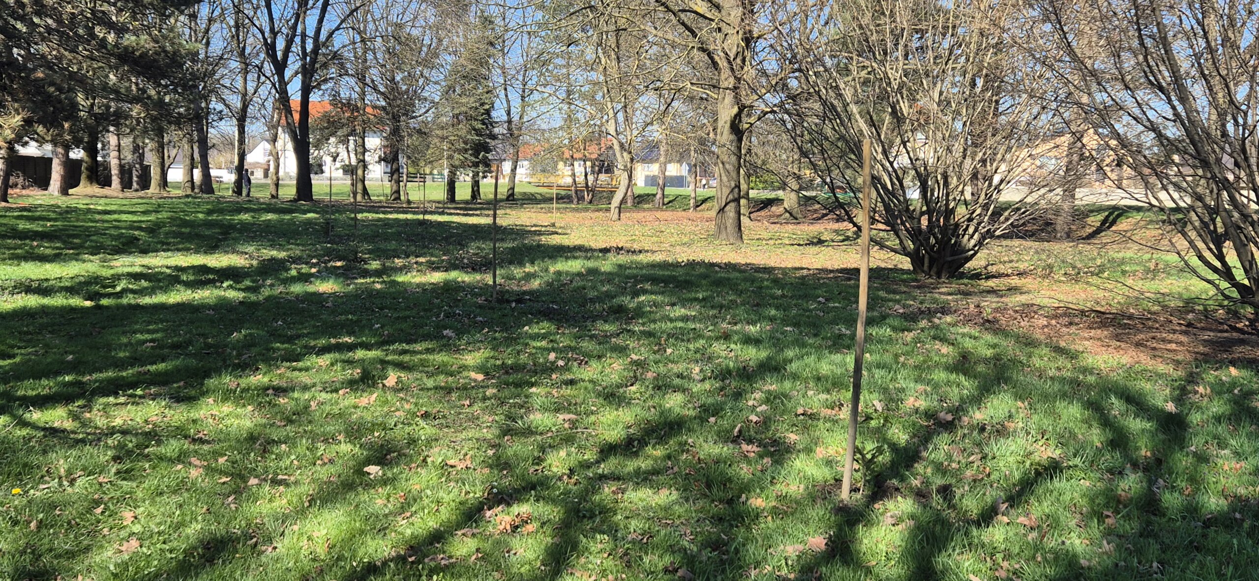 sadnice,park,pribislavec (7)