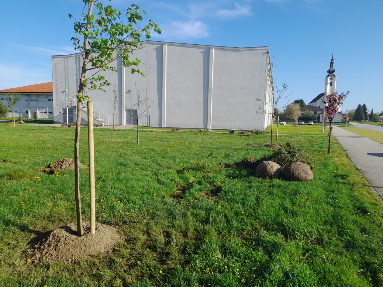 sadnja drveća Kotoriba (3)