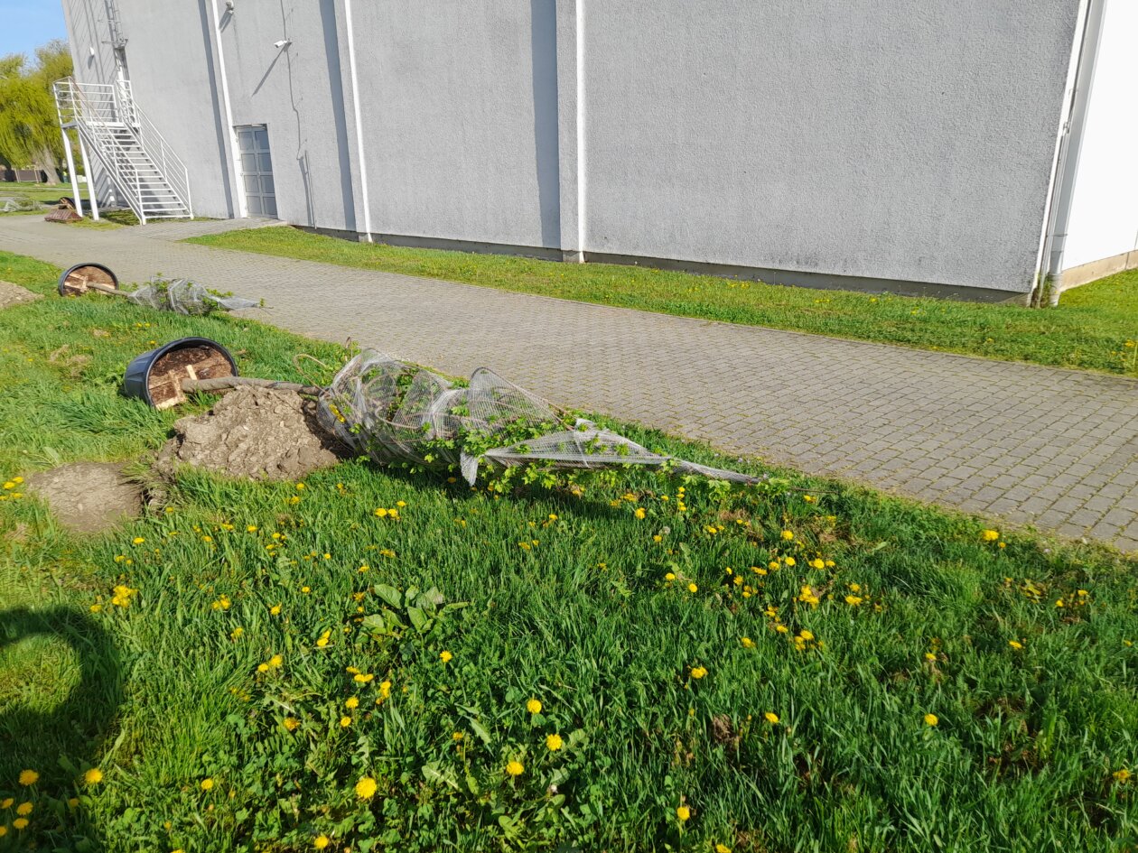 sadnja drveća Kotoriba (4)