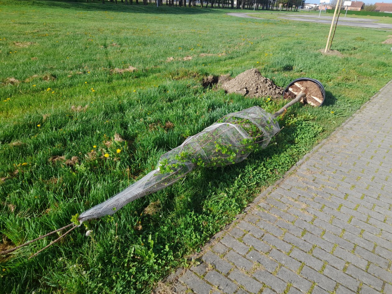 sadnja drveća Kotoriba (5)