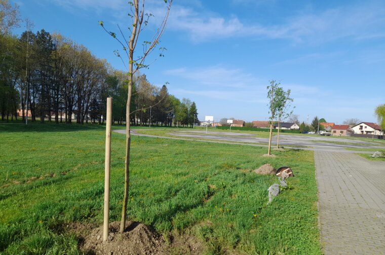 sadnja drveća Kotoriba (6)