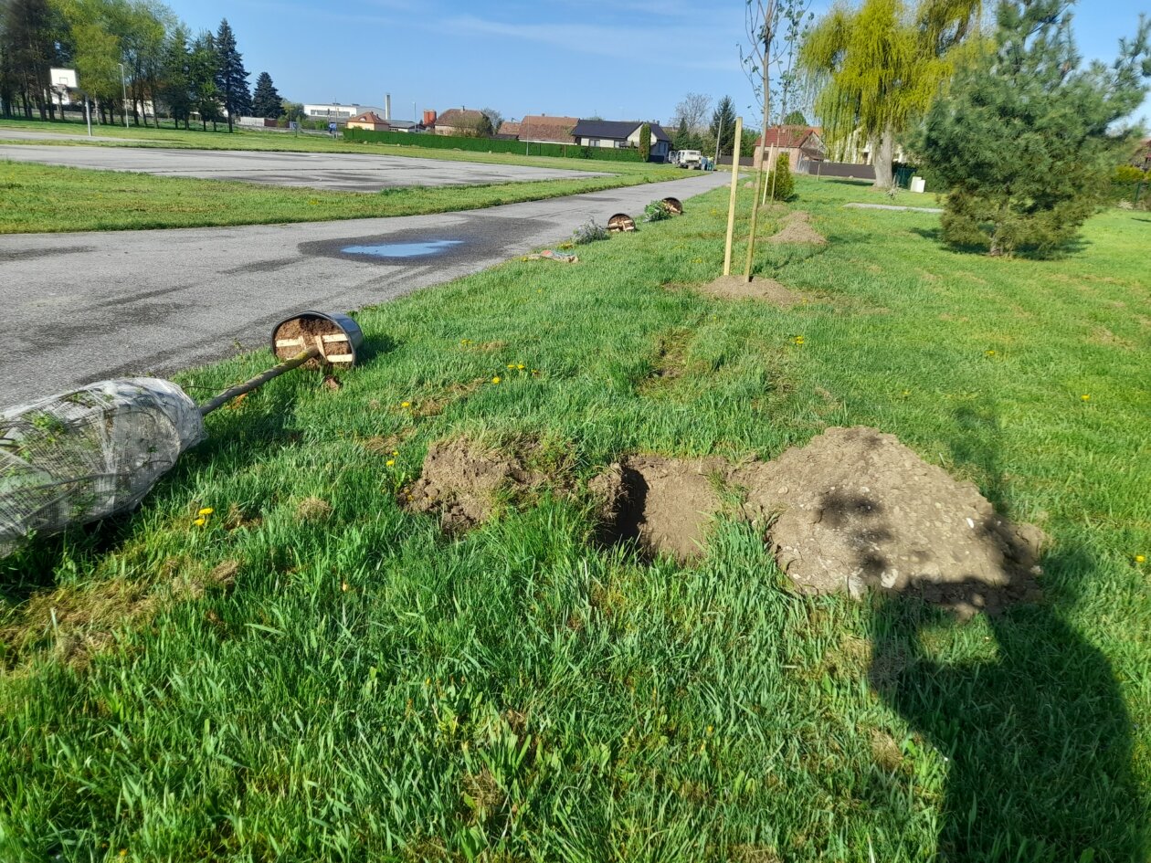 sadnja drveća Kotoriba (7)