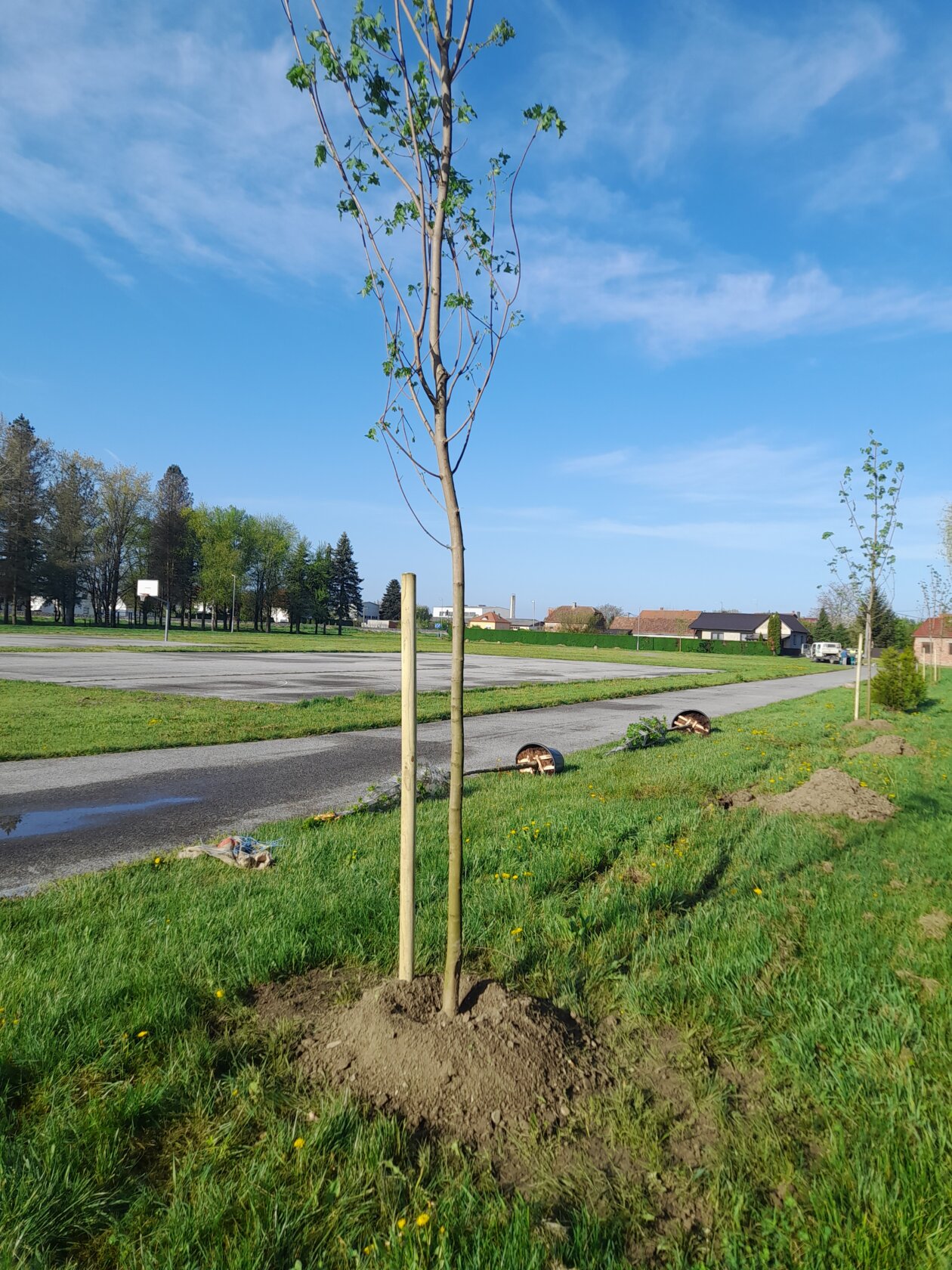 sadnja drveća Kotoriba (8)