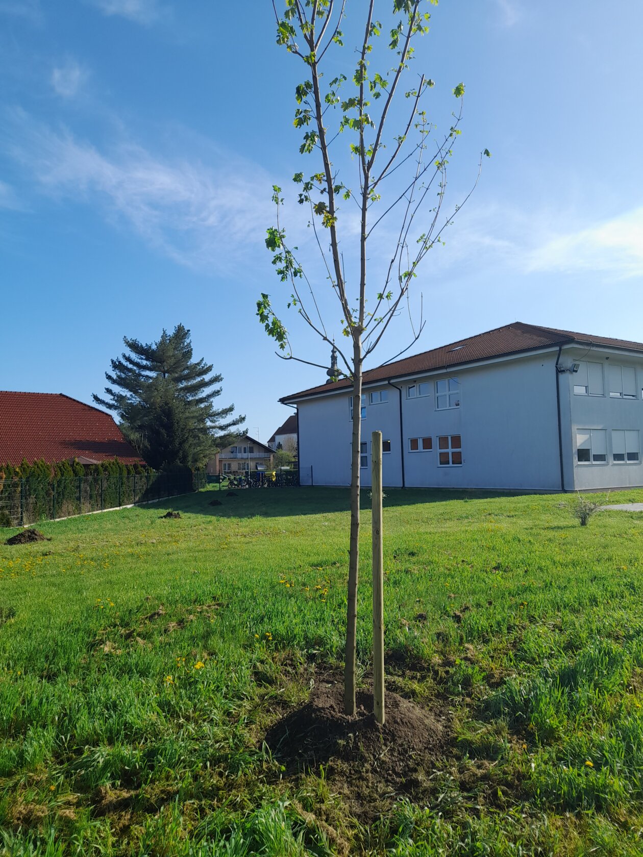 sadnja drveća Kotoriba (9)