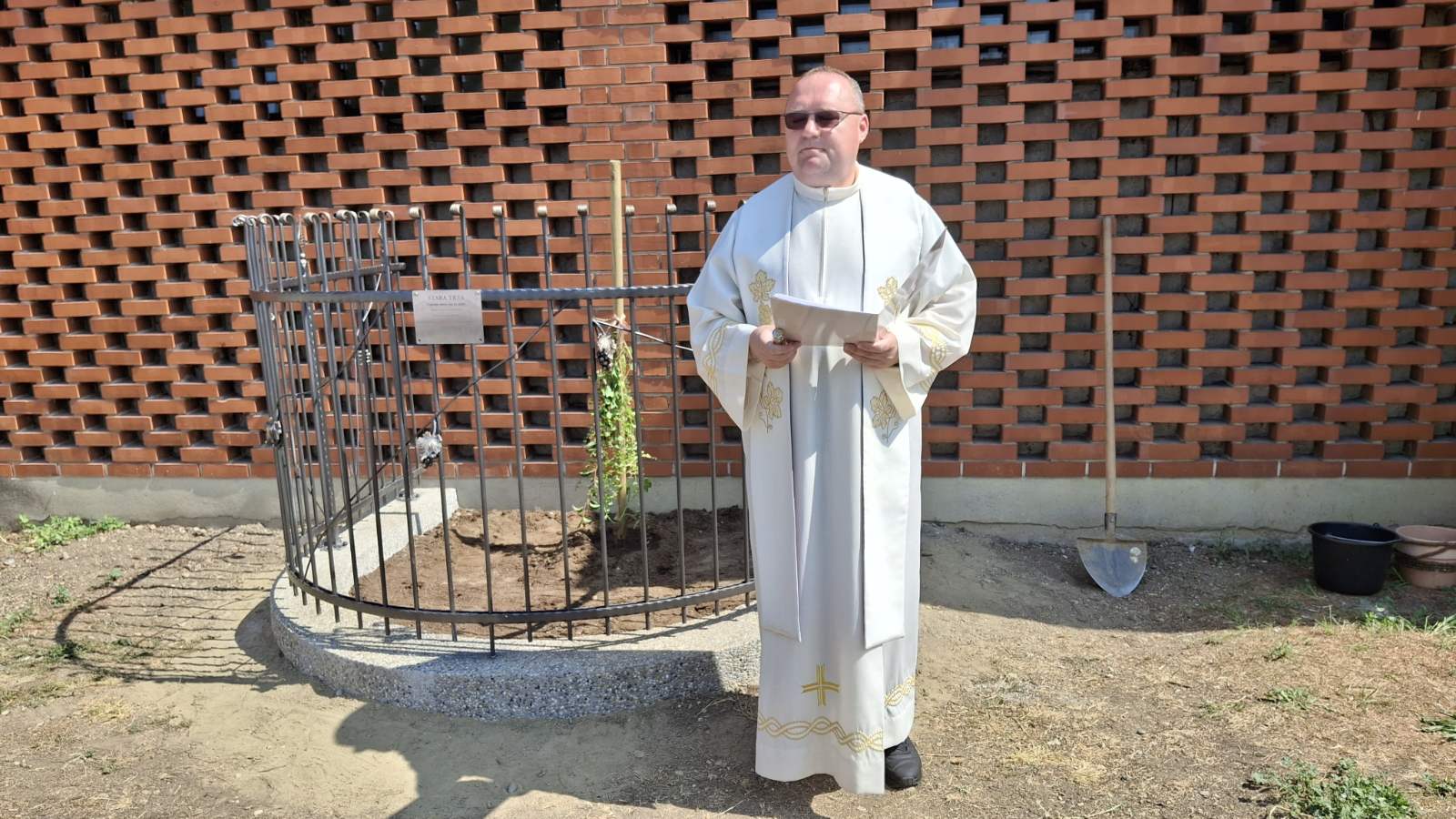 sadnja stare trte nedelišće (1)