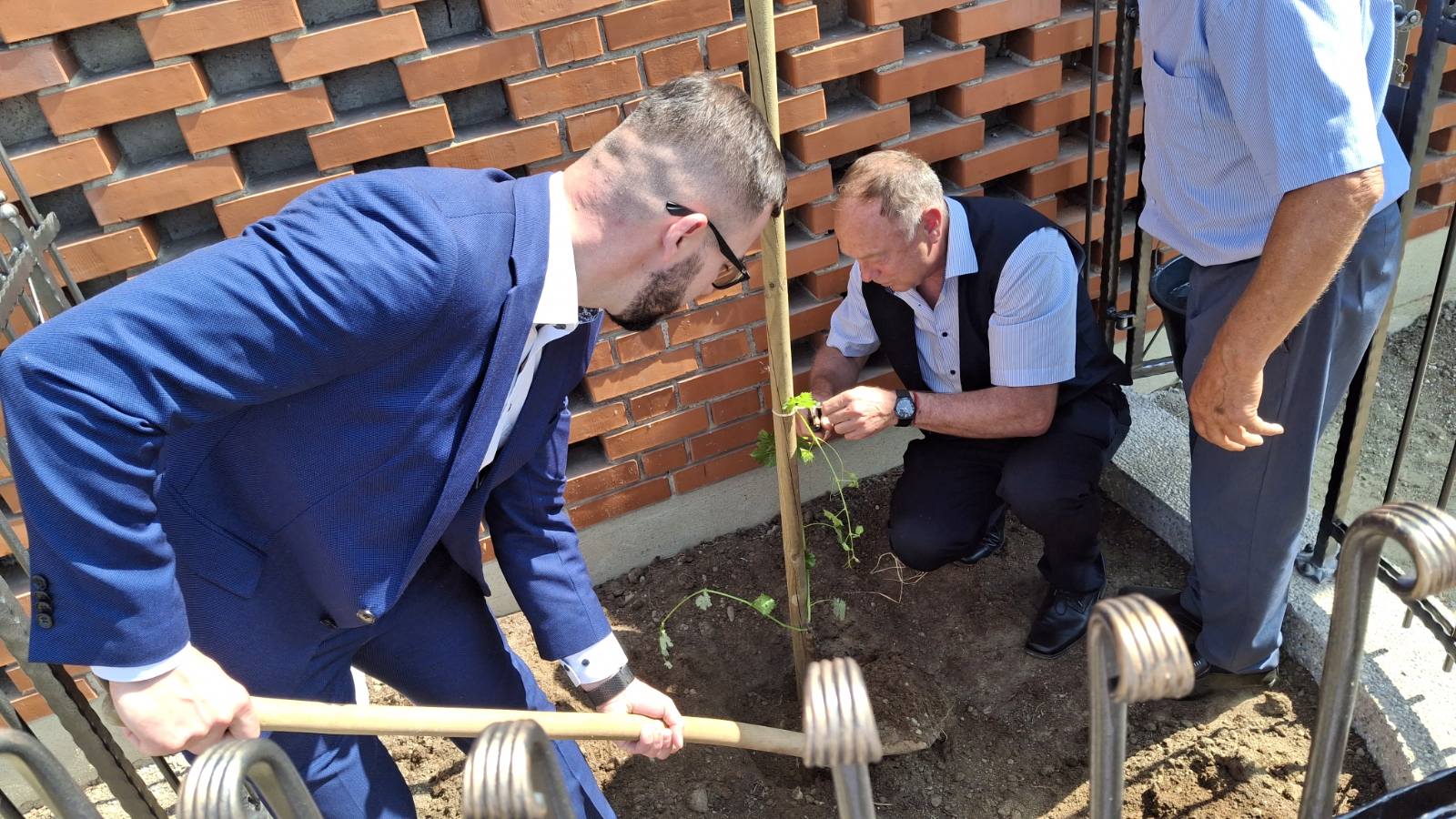 sadnja stare trte nedelišće (17)