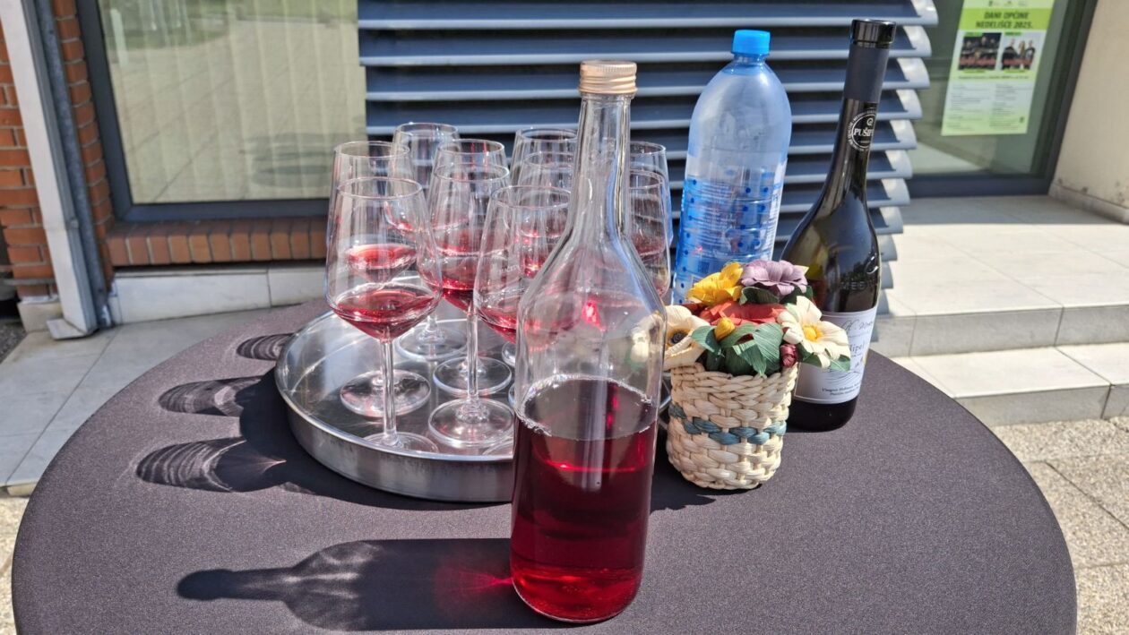 sadnja stare trte nedelišće (4)