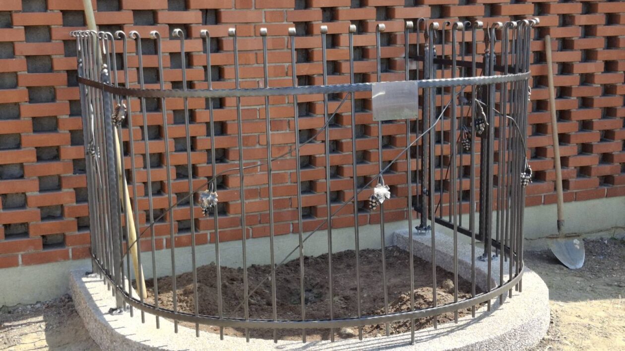 sadnja stare trte nedelišće (8)