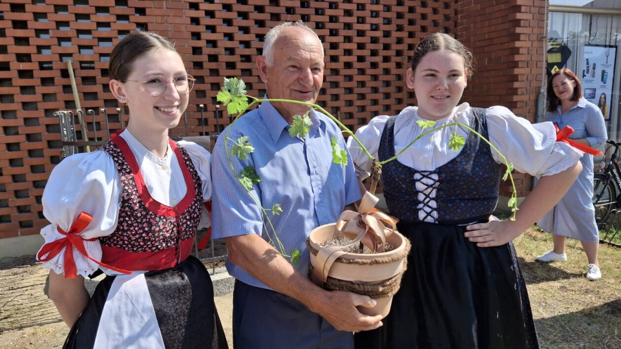 sadnja stare trte nedelišće (9)