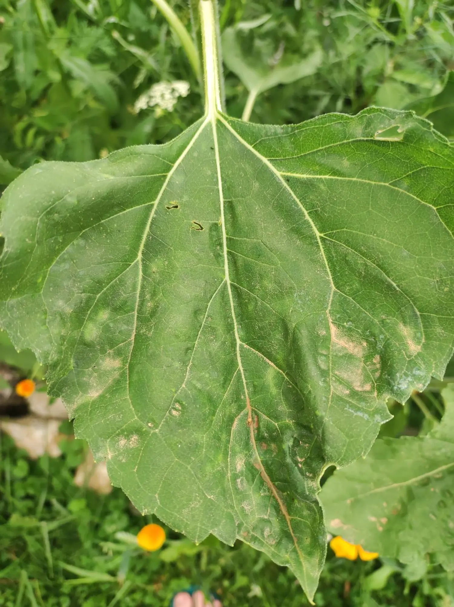 saharski pijesak (1)