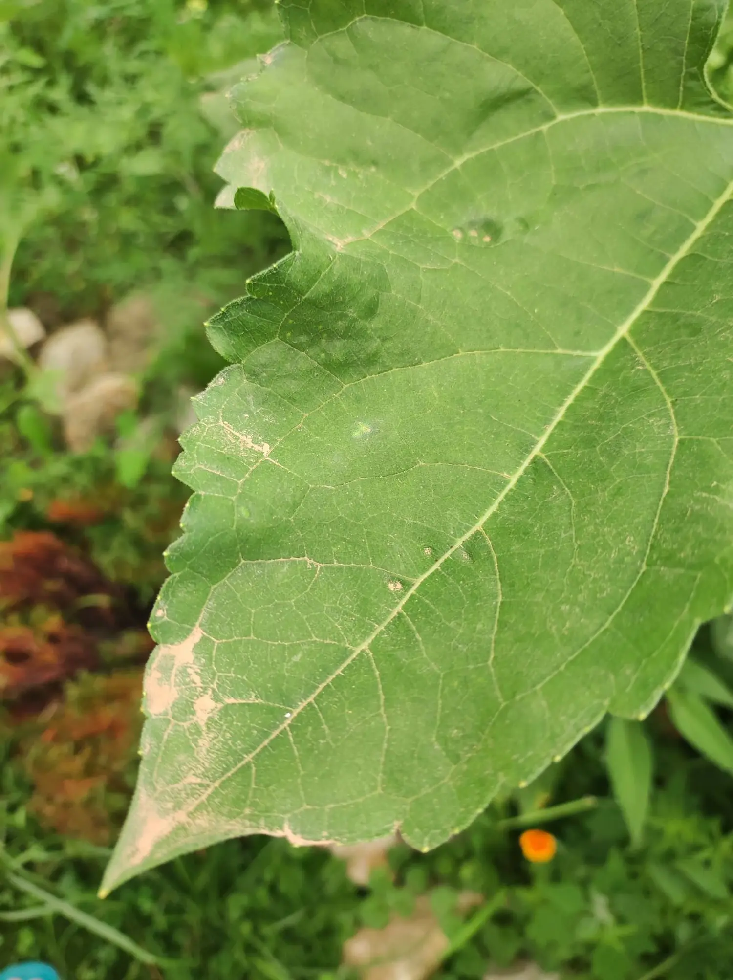 saharski pijesak (4)