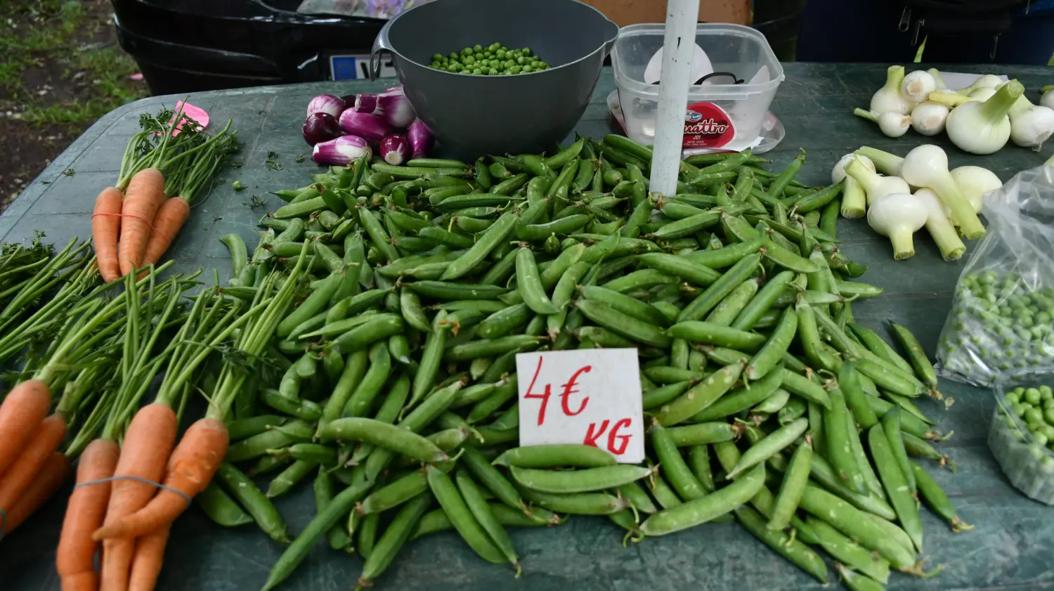 sajam 12.6.2024 (18) grašak sajam 12.6.2024 (18) grašak