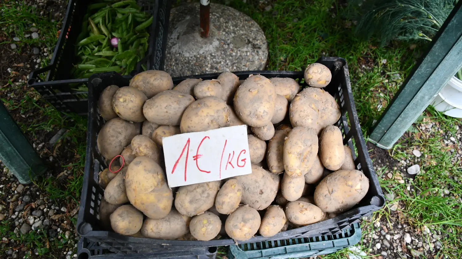 sajam 12.6.2024 (19) krumpir mladi sajam 12.6.2024 (19) krumpir mladi